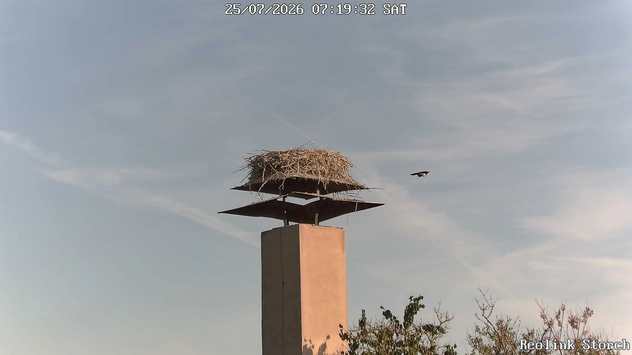 Storchencam Bild