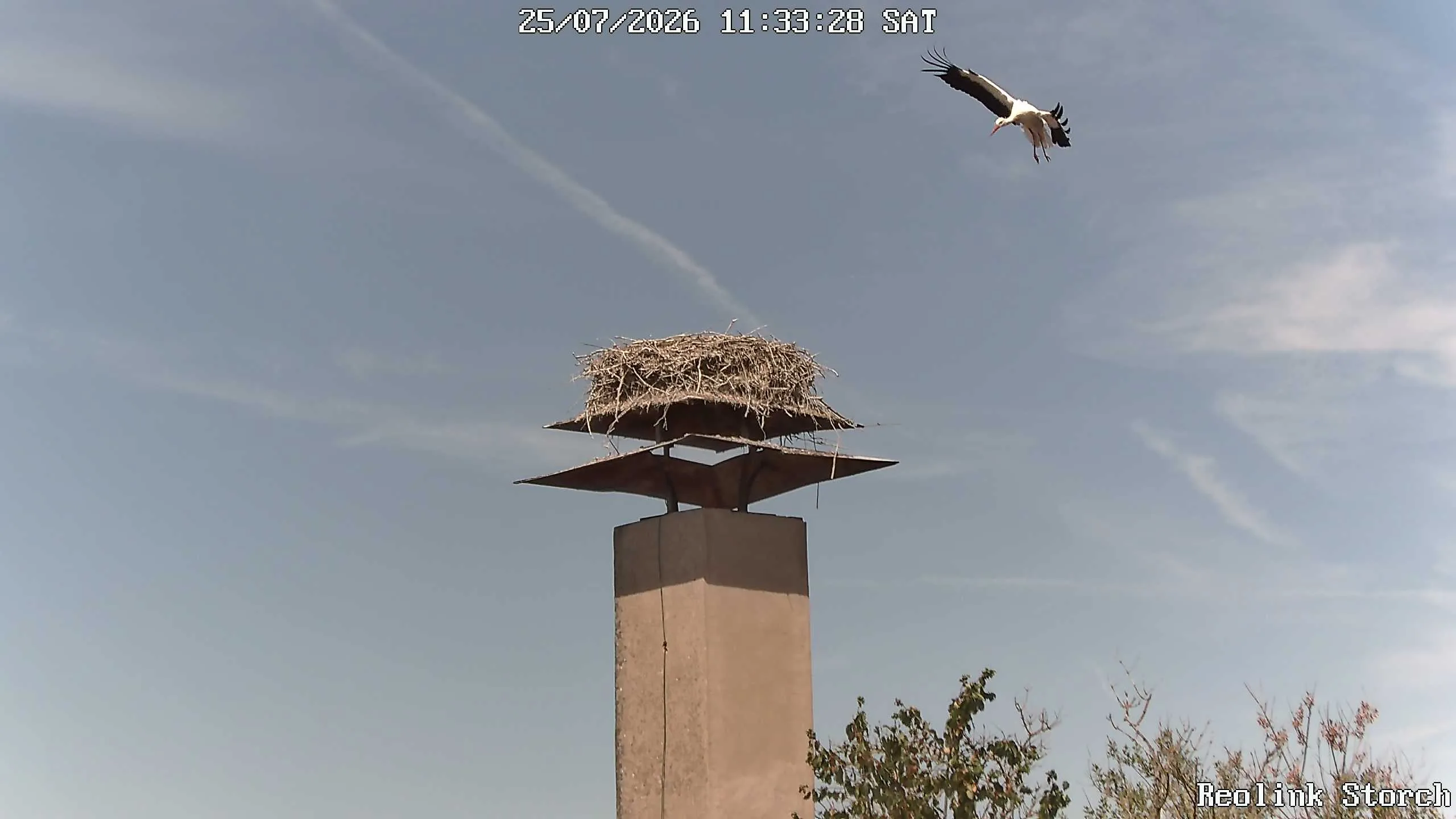 Storchencam Bild