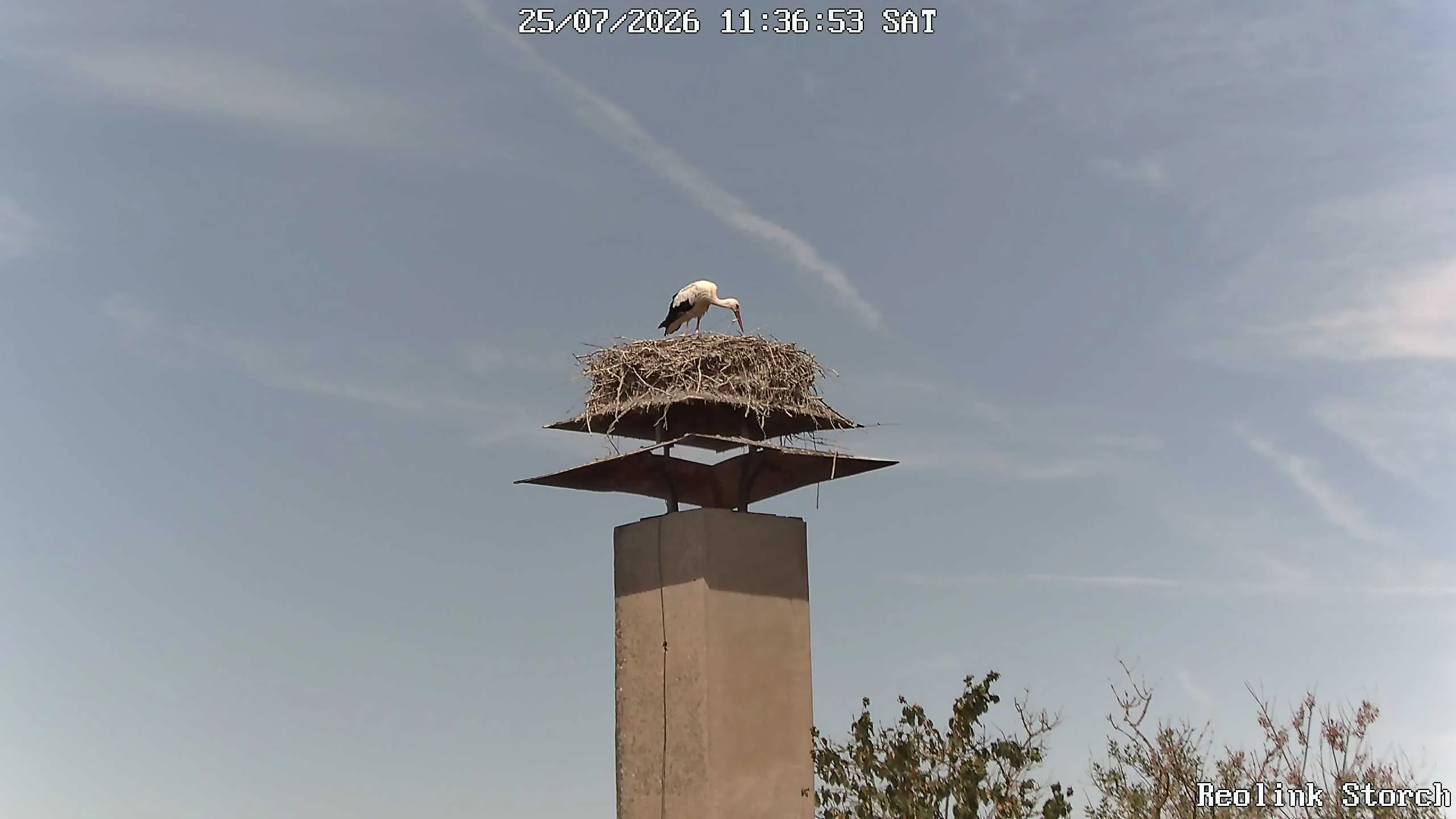 Storchencam Bild