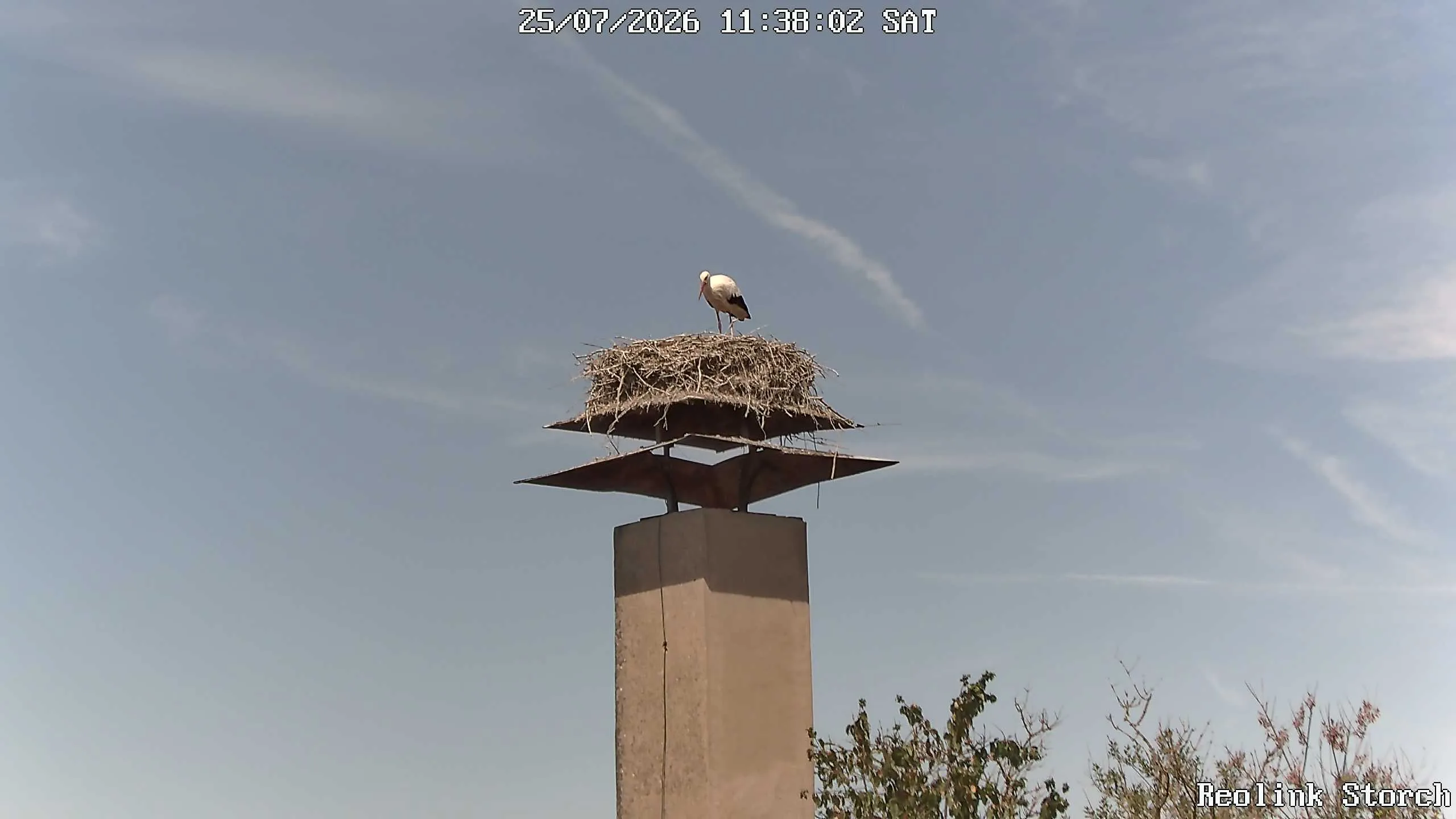 Storchencam Bild