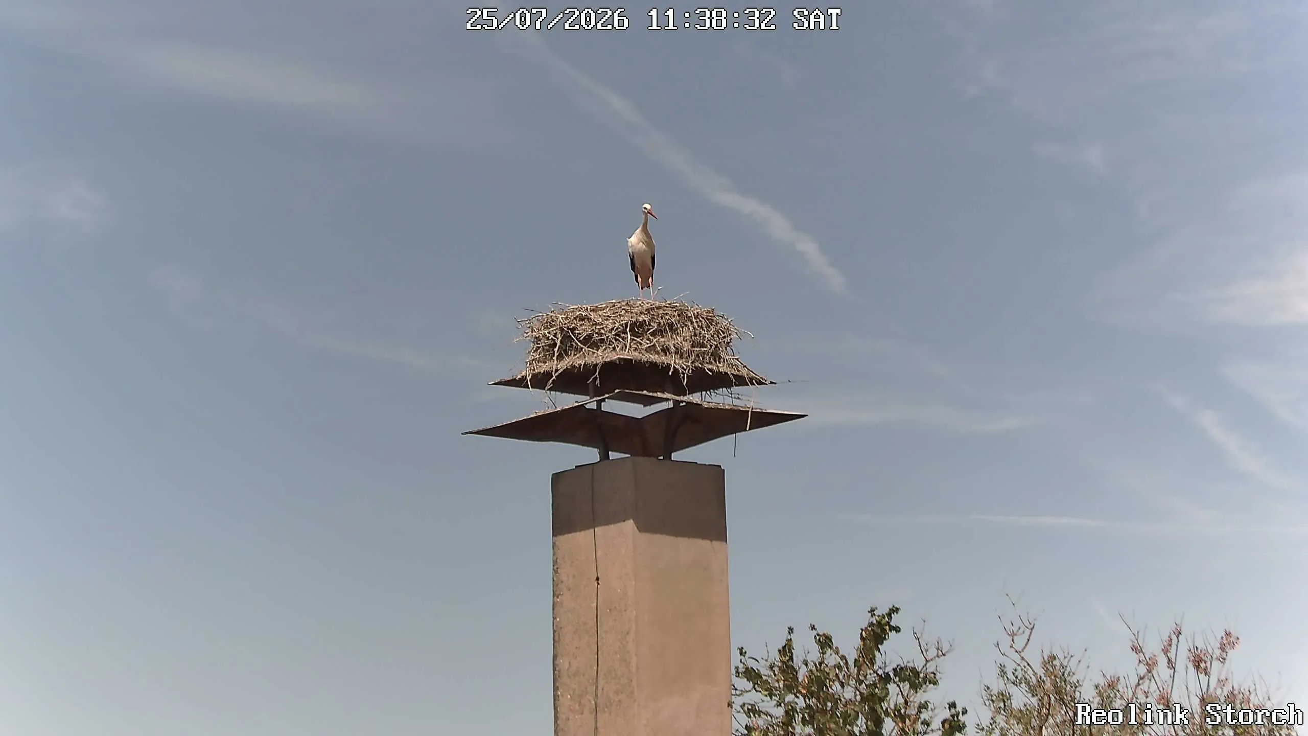 Storchencam Bild