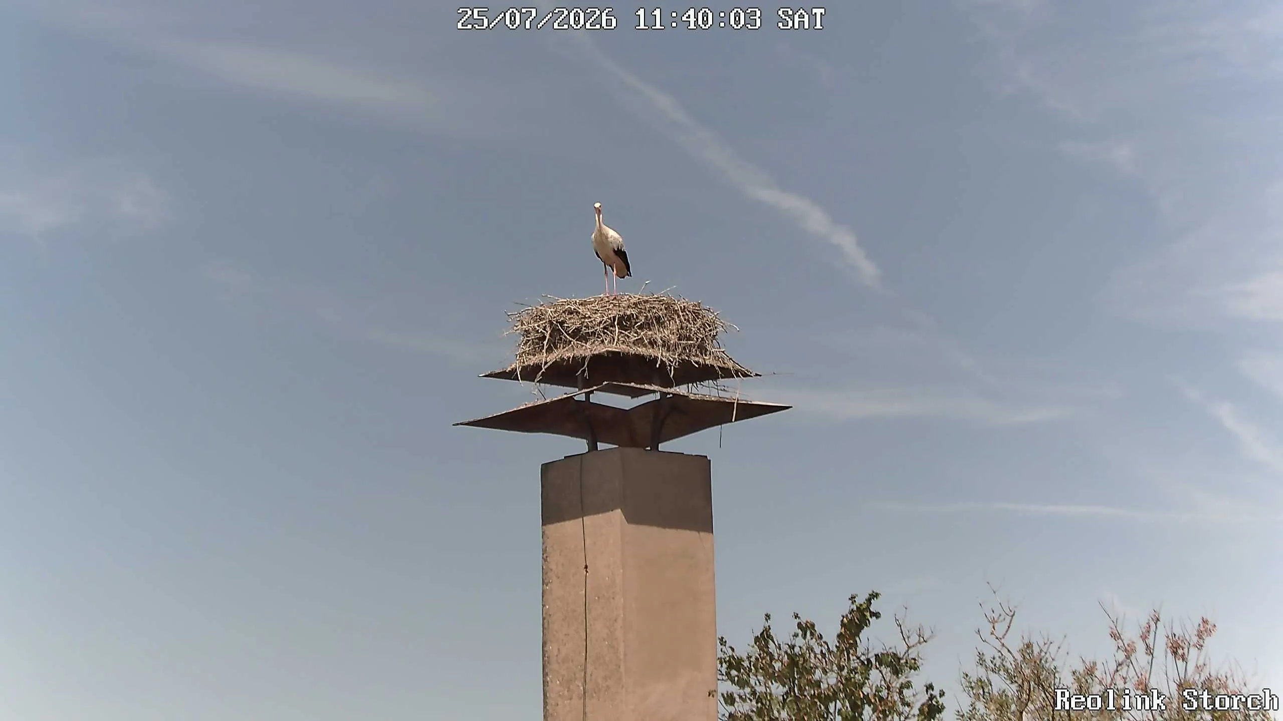 Storchencam Bild