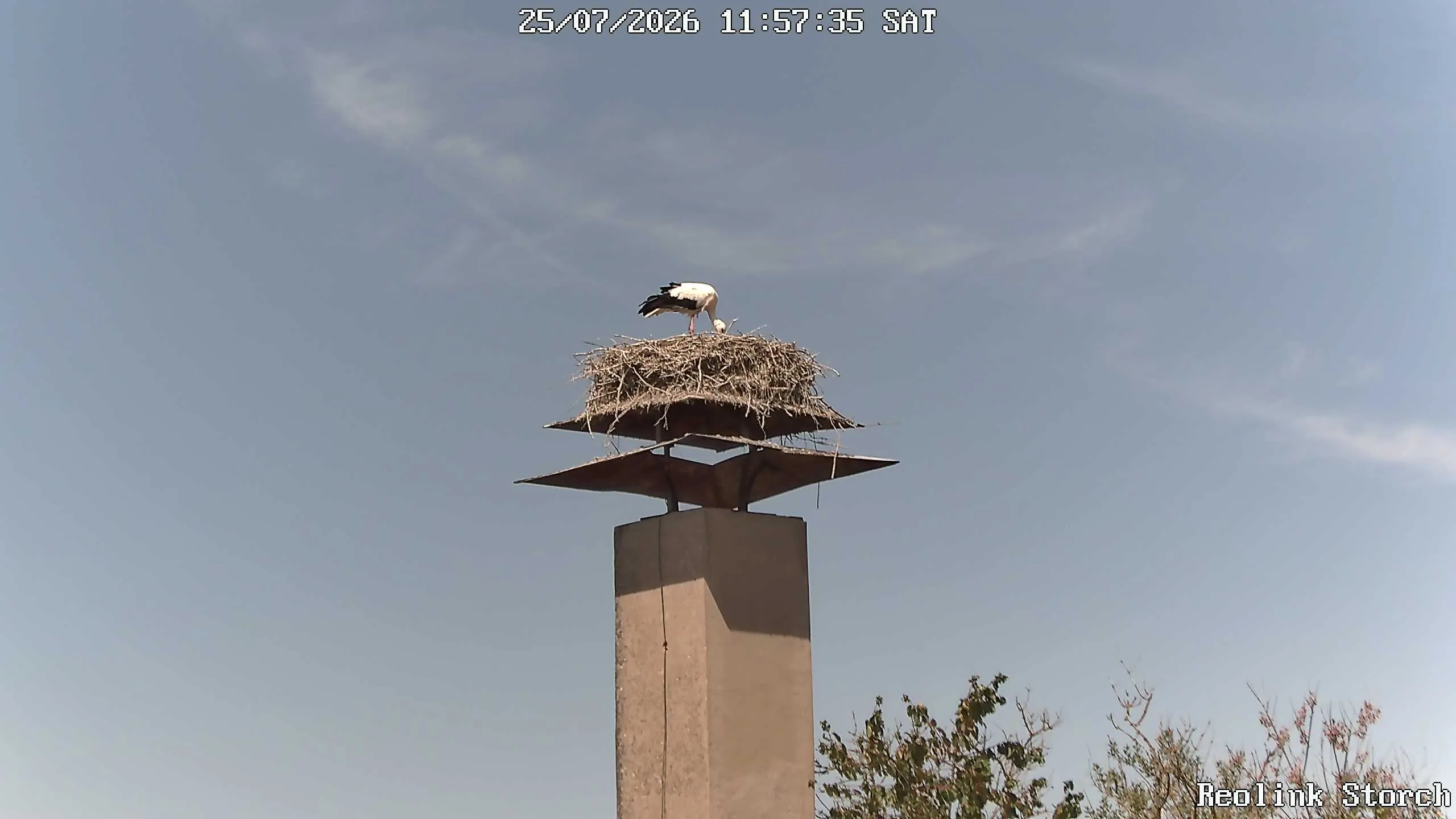 Storchencam Bild