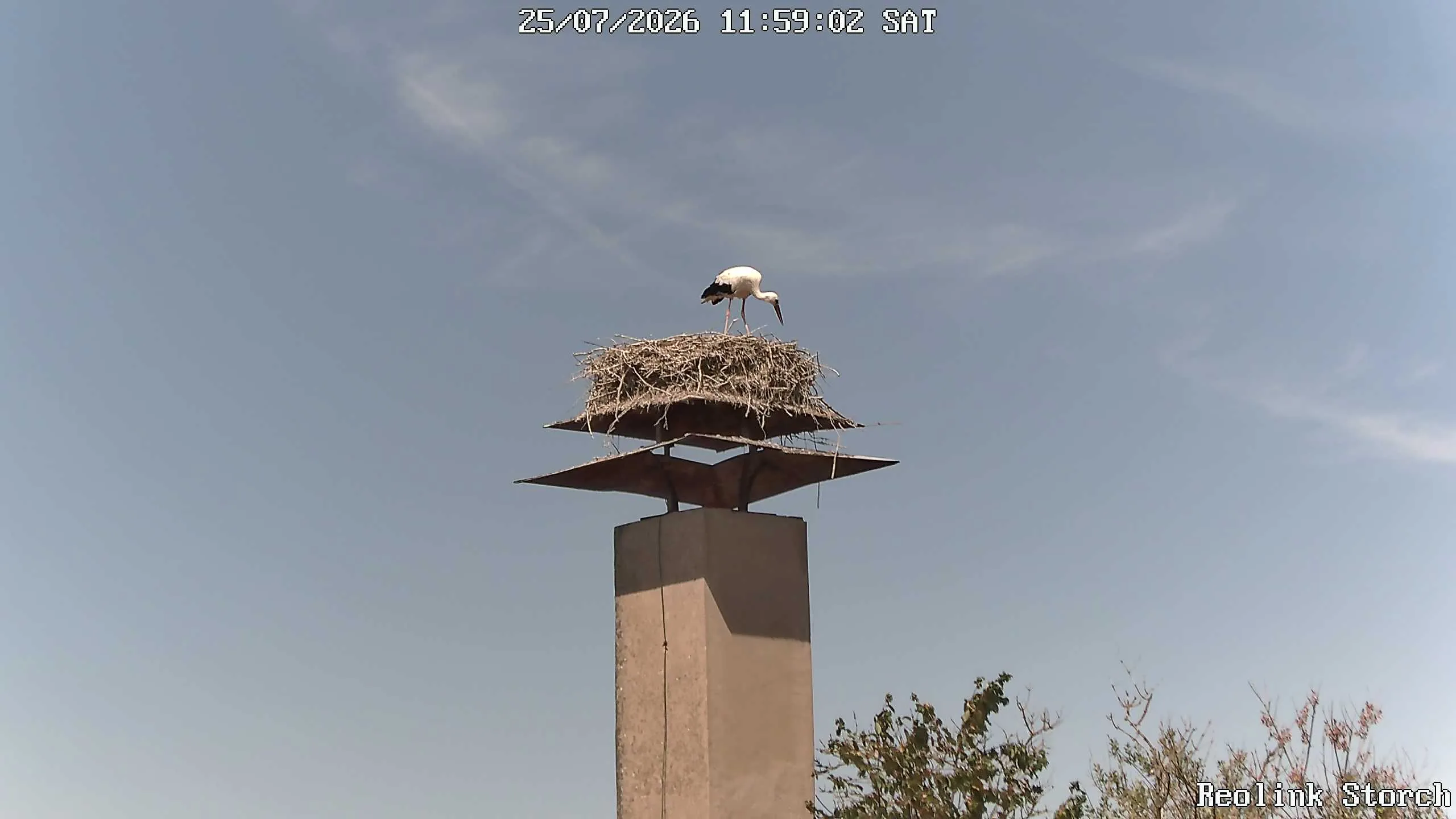 Storchencam Bild
