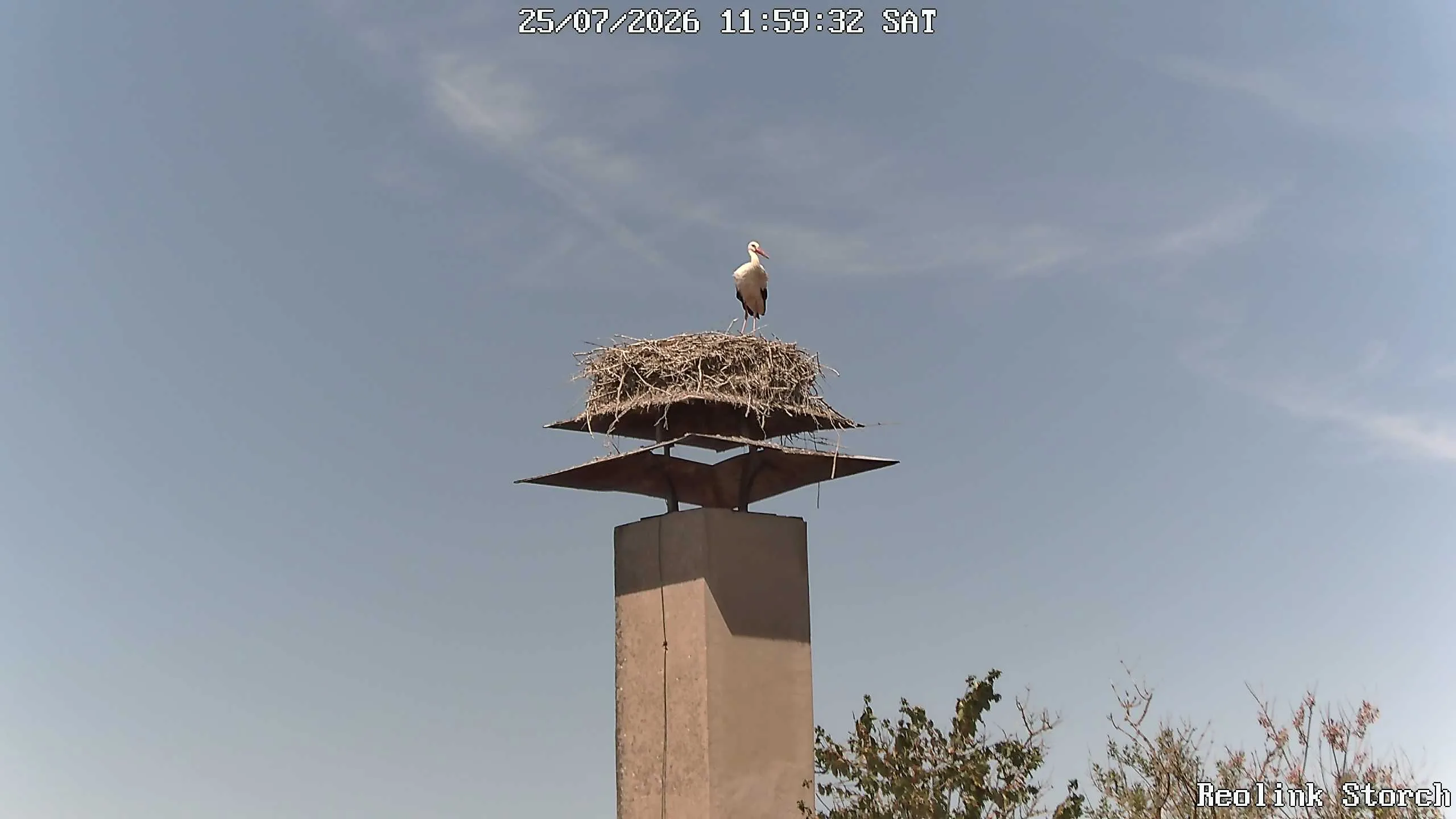 Storchencam Bild