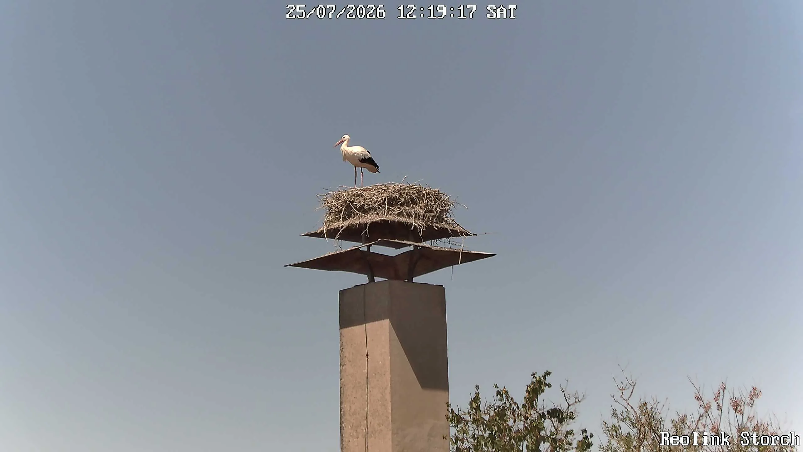 Storchencam Bild