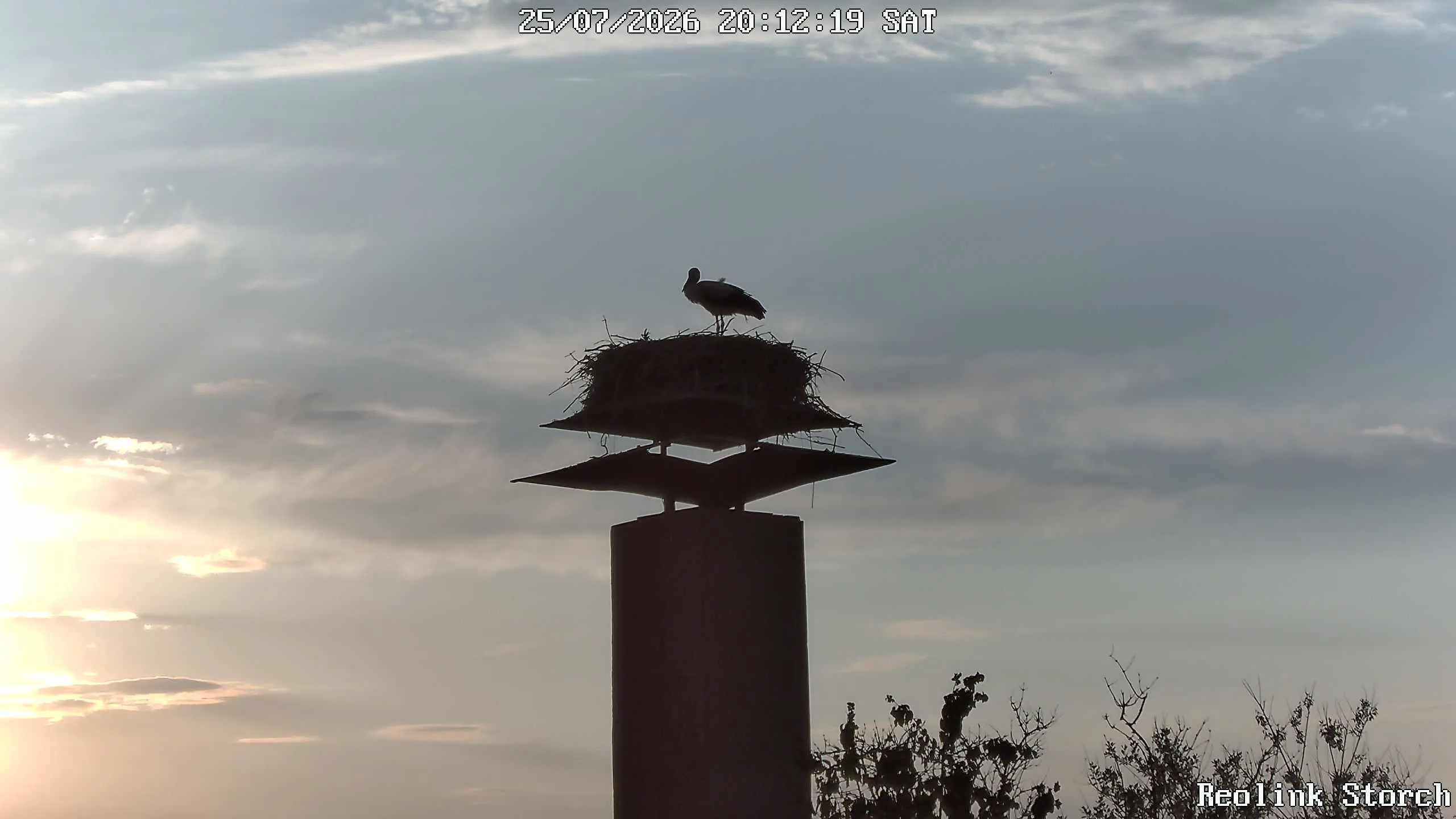 Storchencam Bild