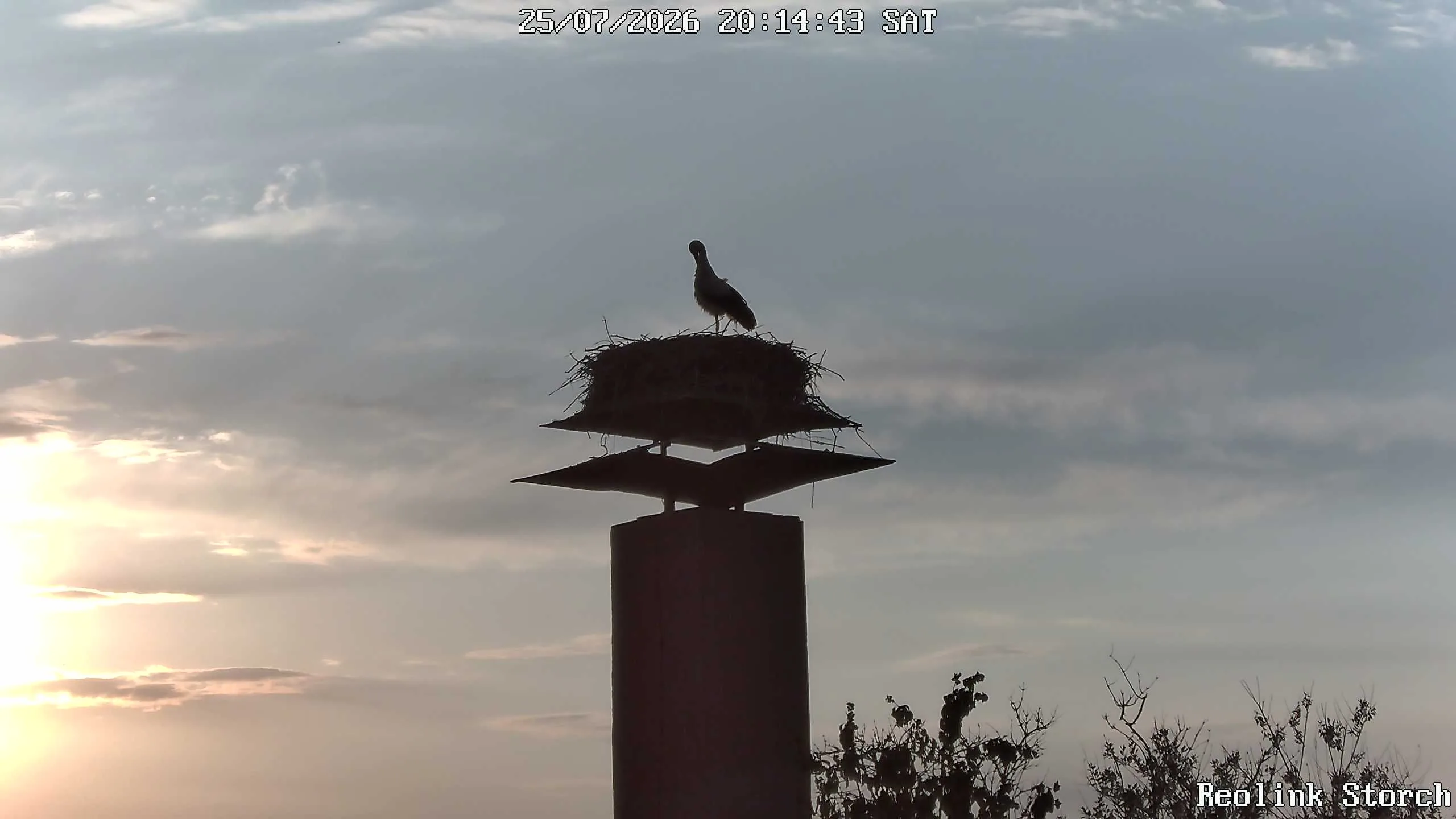 Storchencam Bild