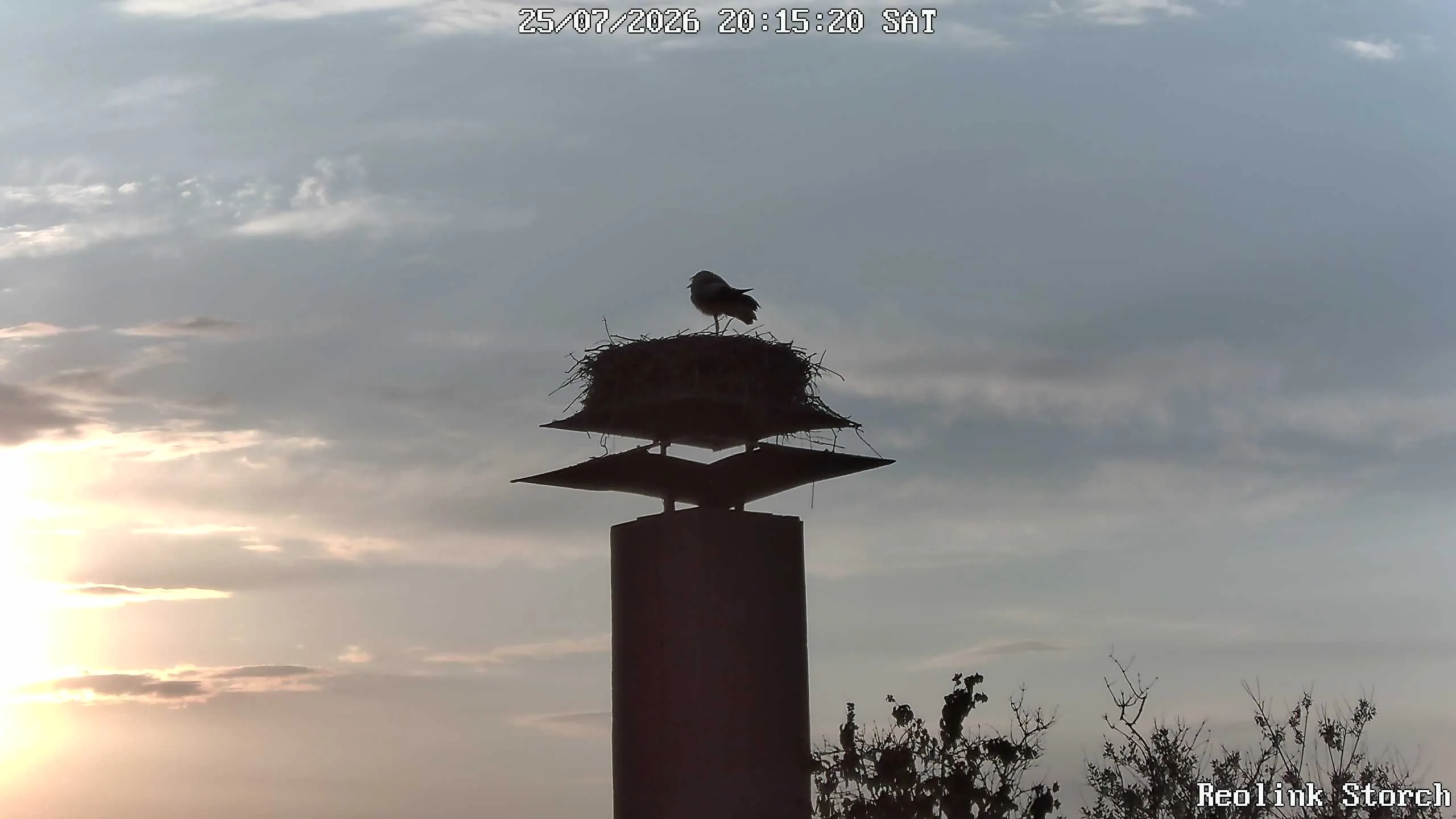 Storchencam Bild