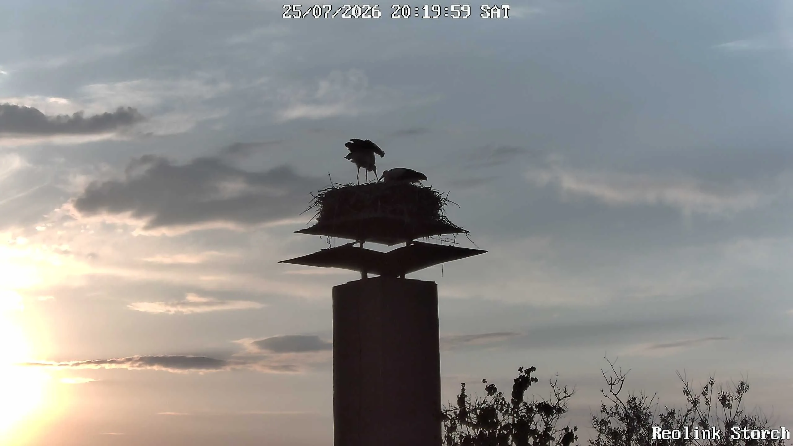 Storchencam Bild