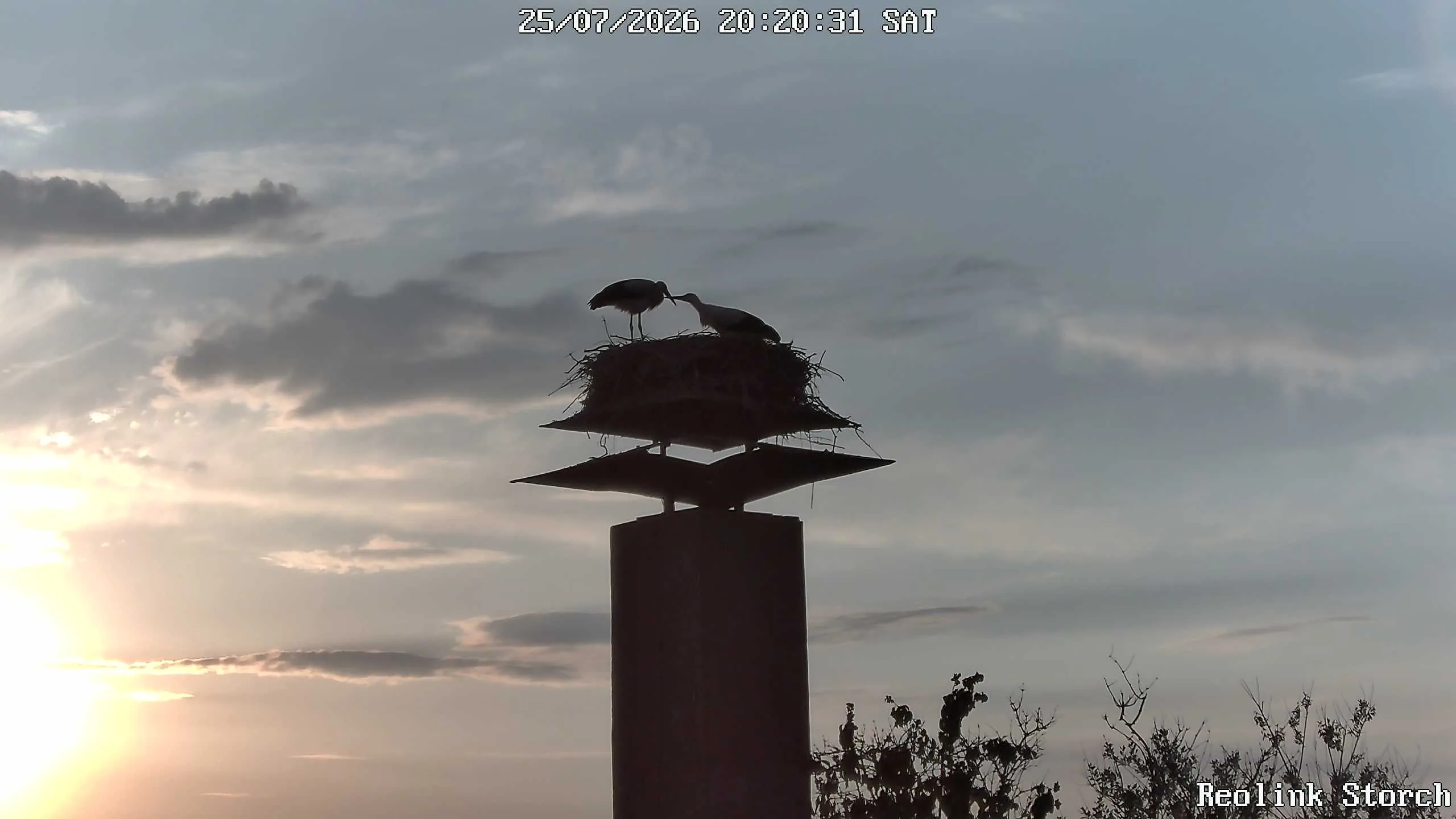 Storchencam Bild