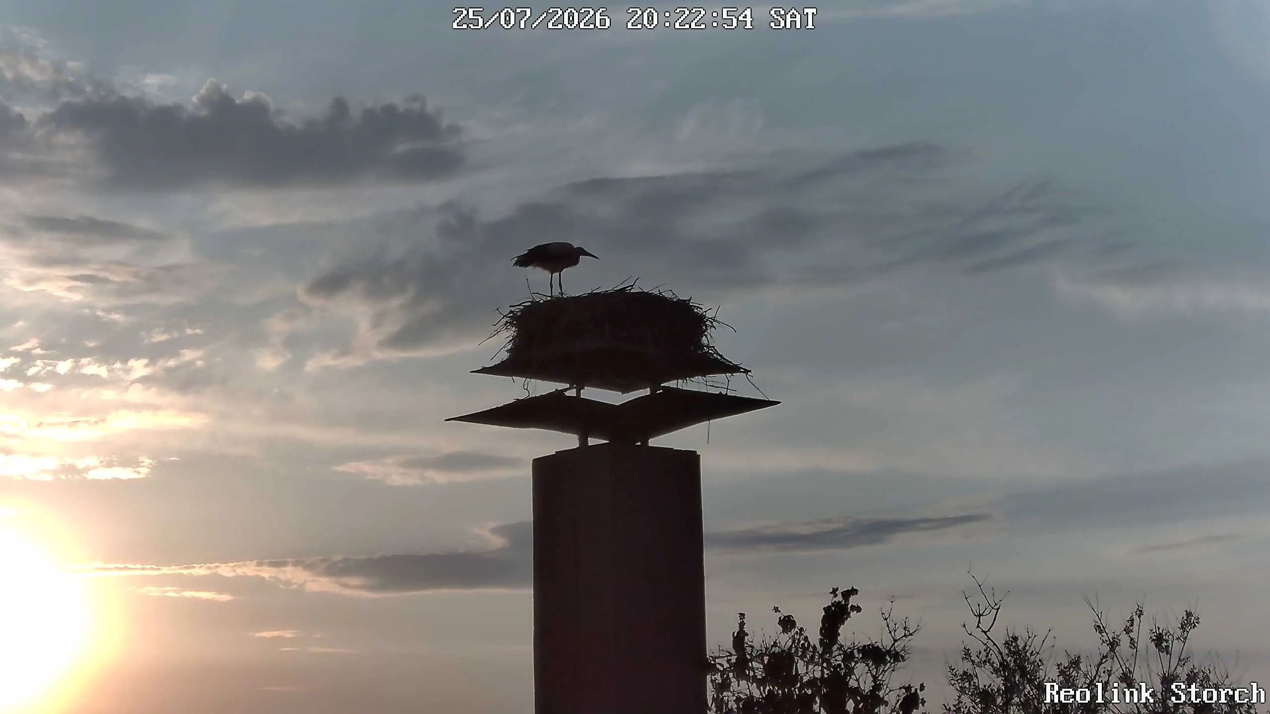 Storchencam Bild