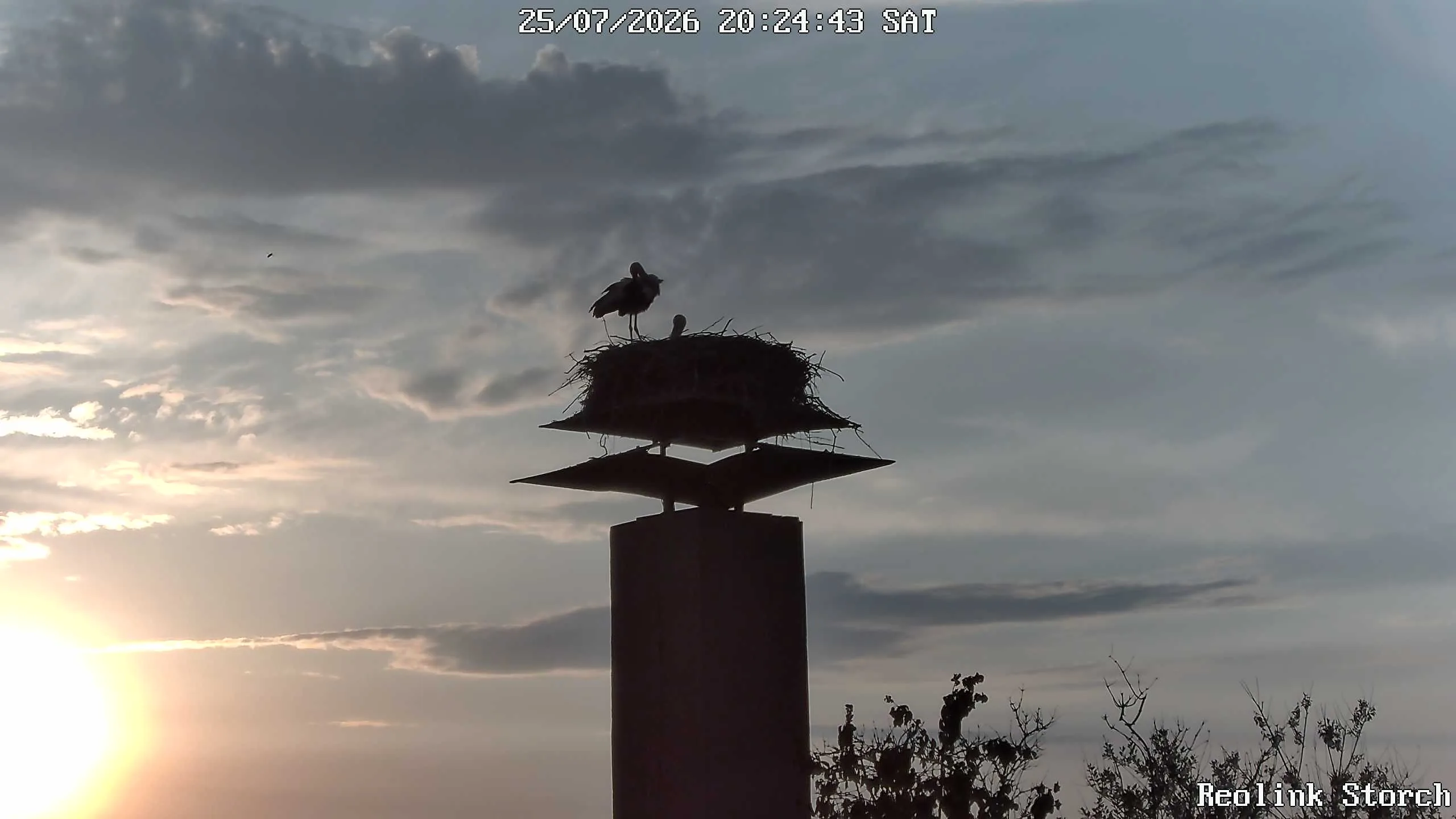 Storchencam Bild