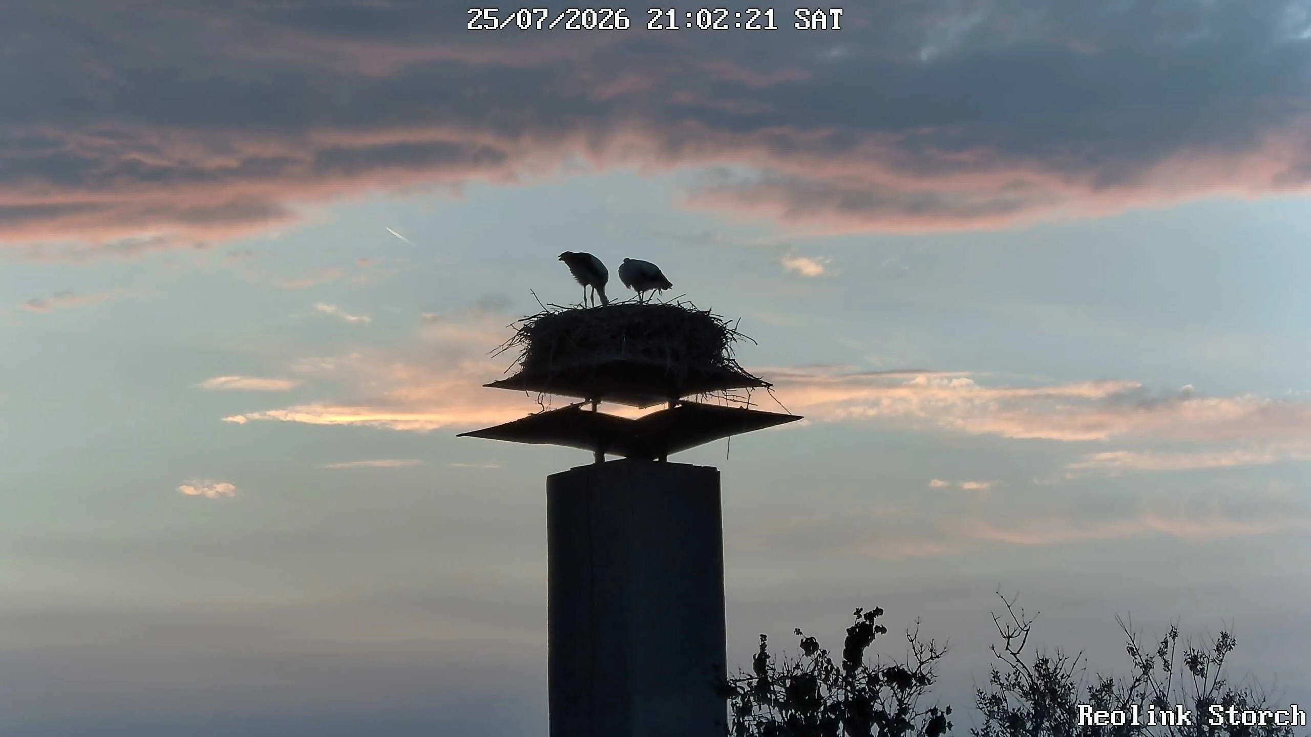 Storchencam Bild