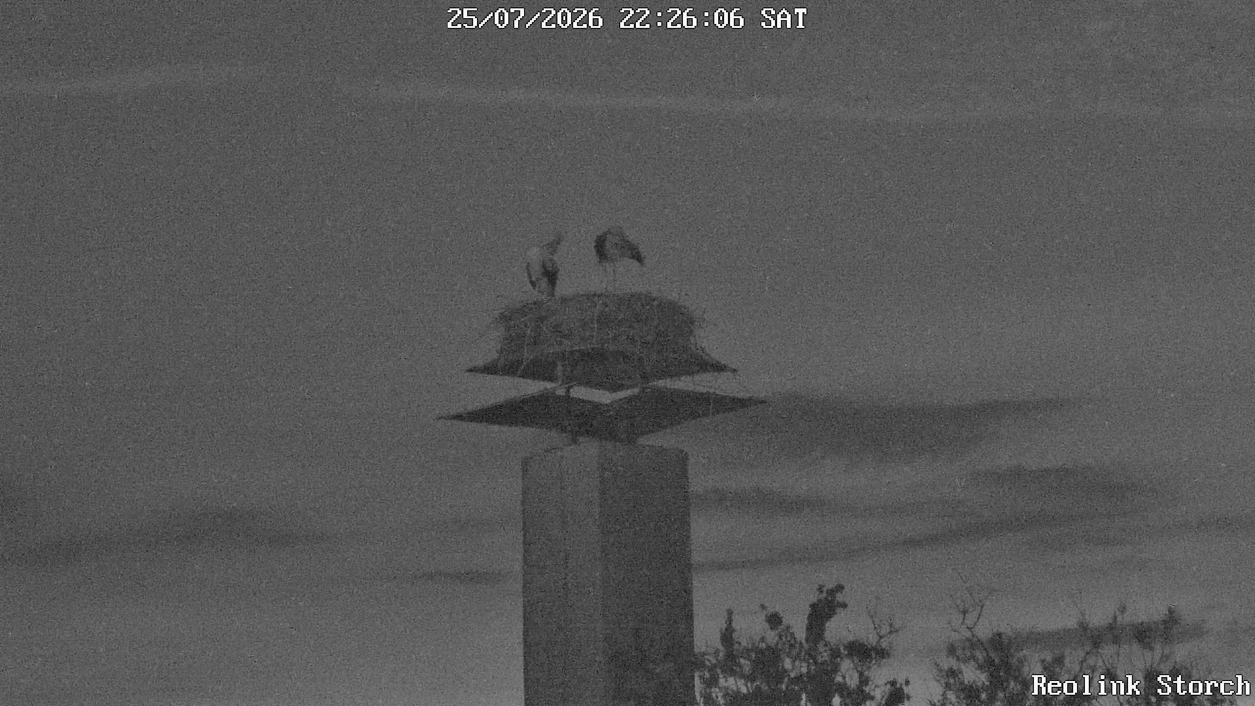Storchencam Bild