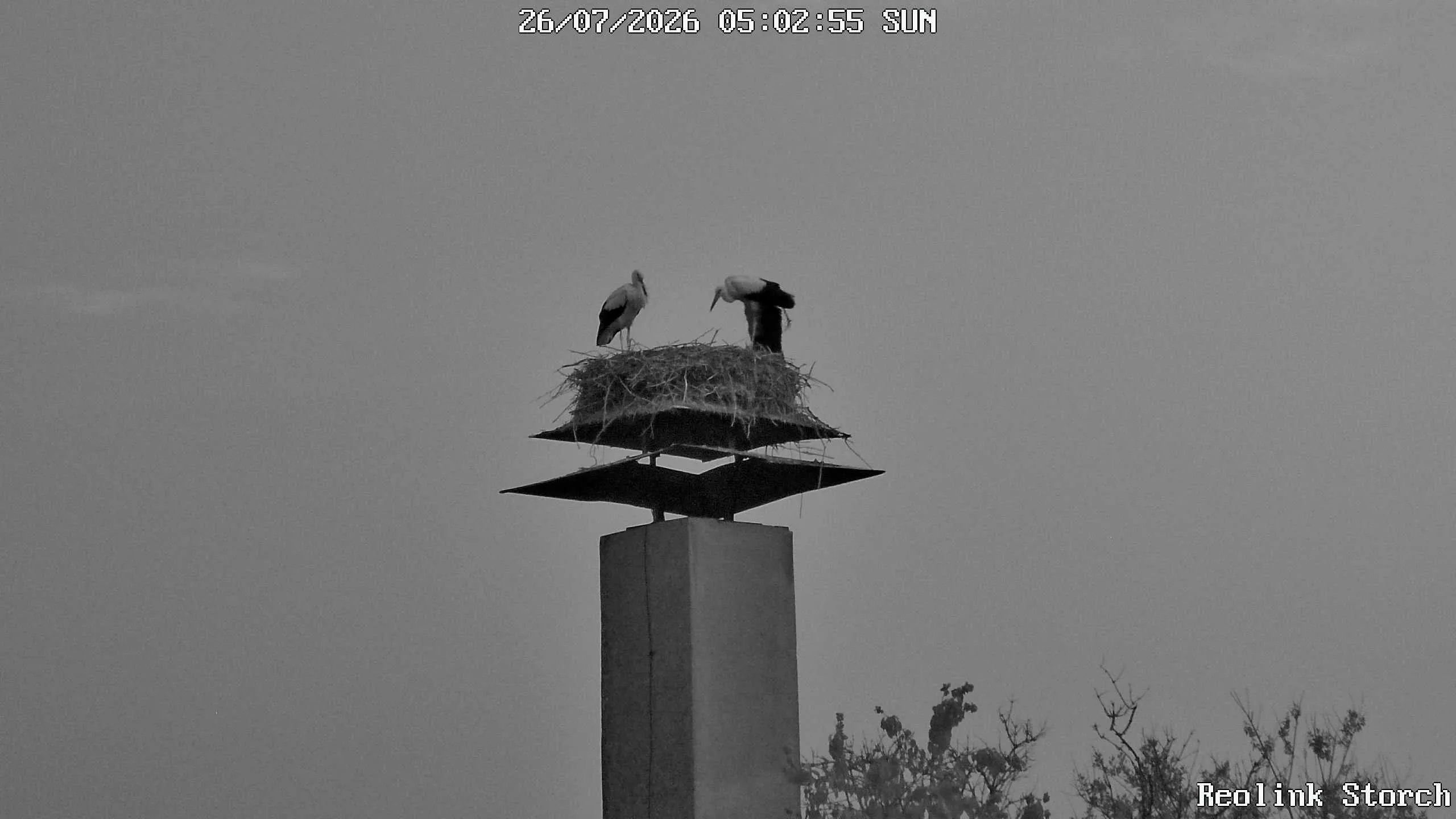 Storchencam Bild
