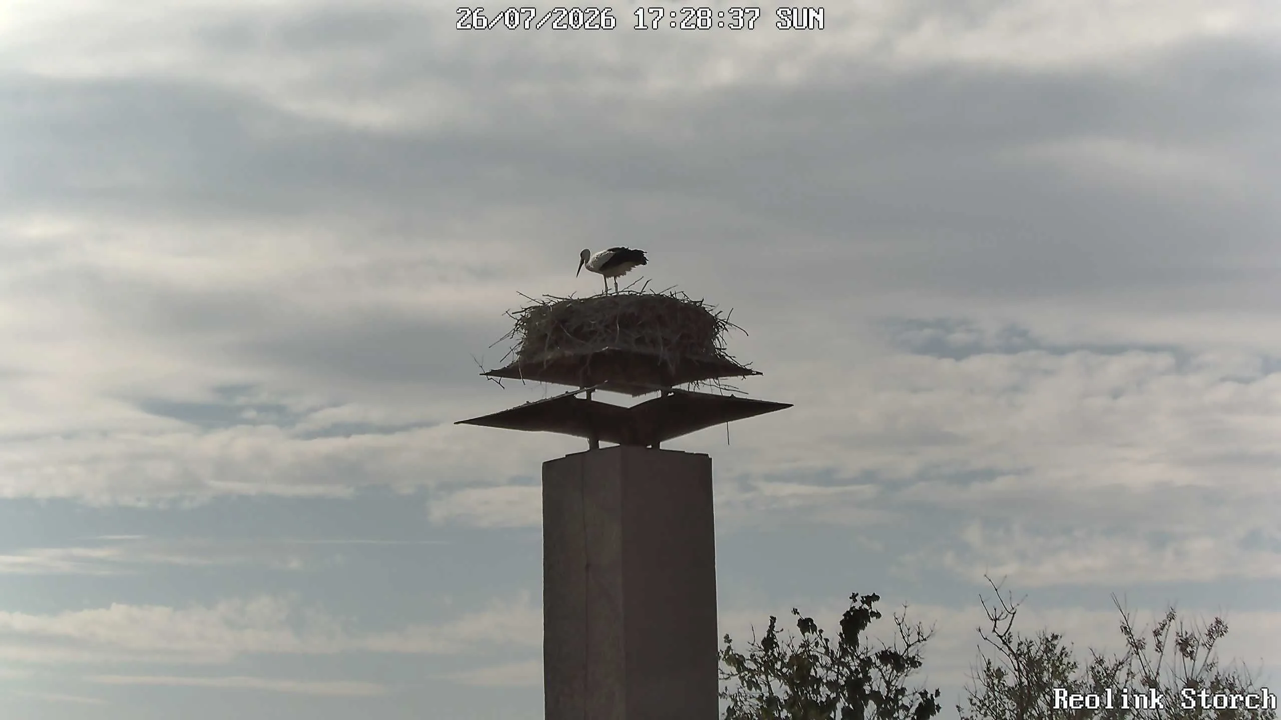 Storchencam Bild