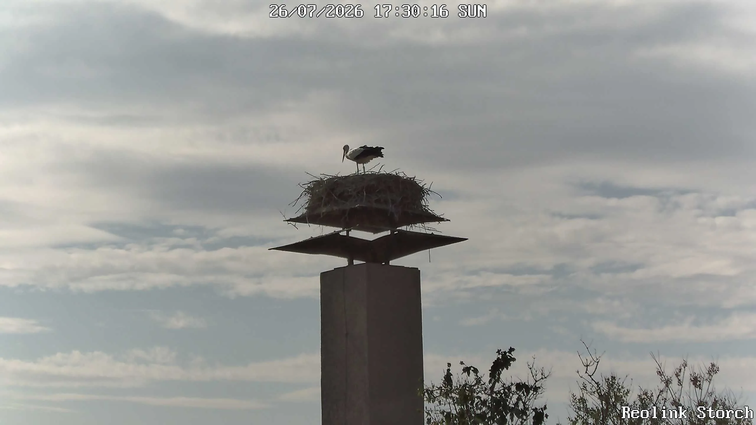 Storchencam Bild