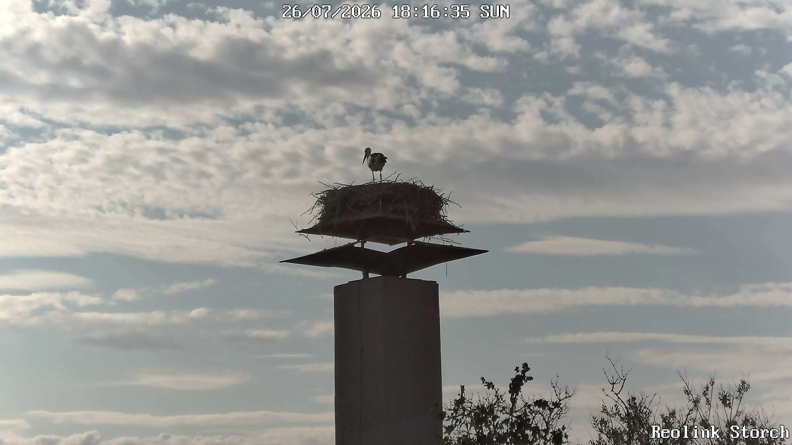 Storchencam Bild