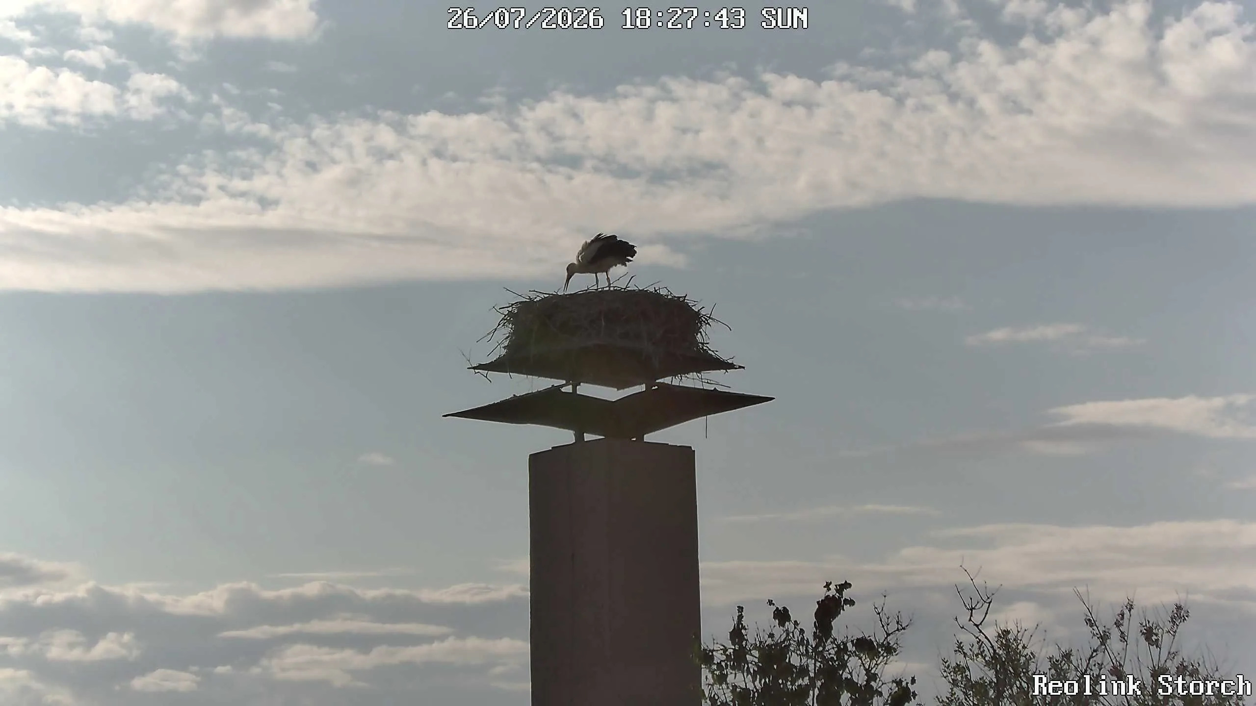 Storchencam Bild