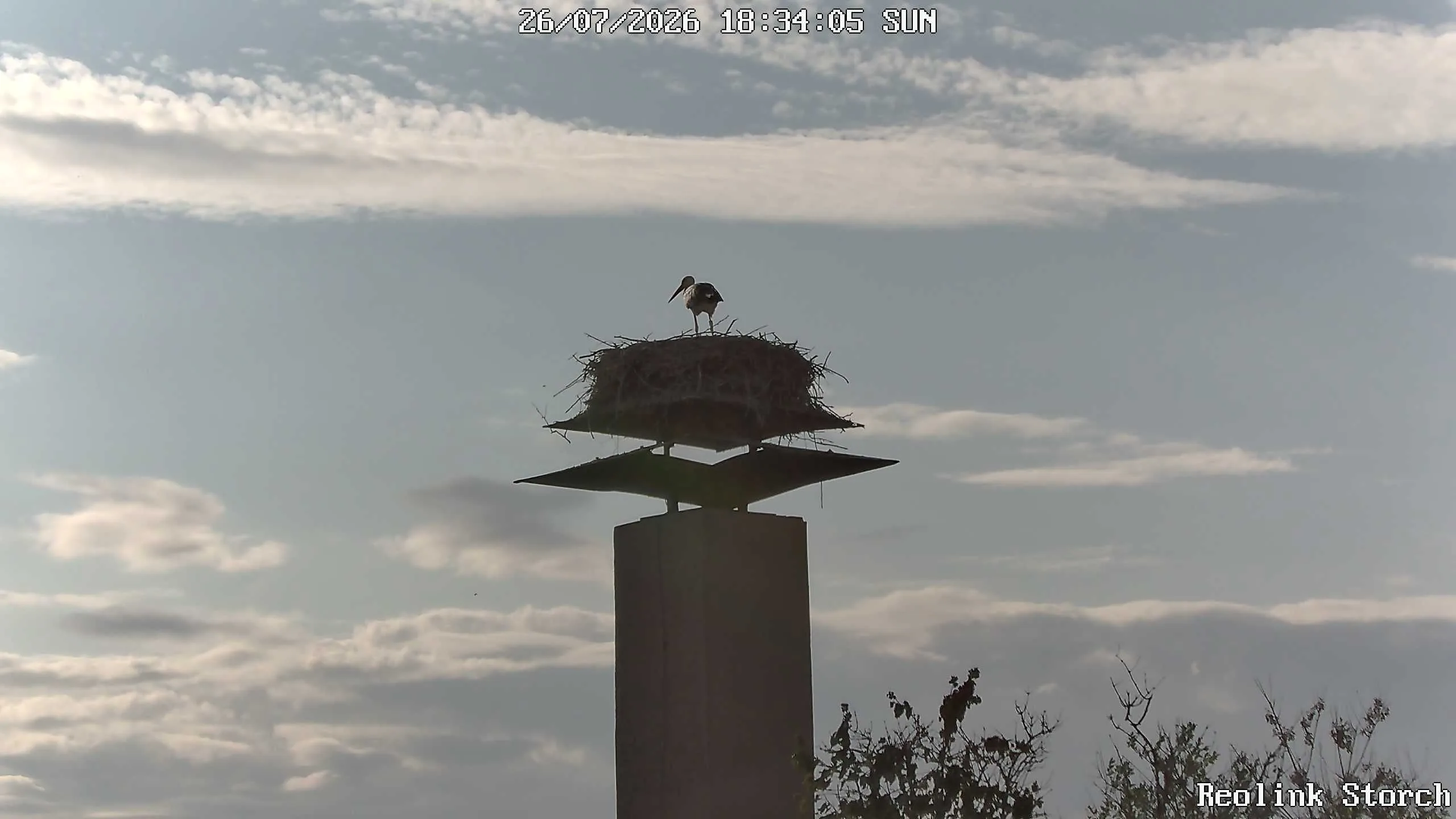 Storchencam Bild