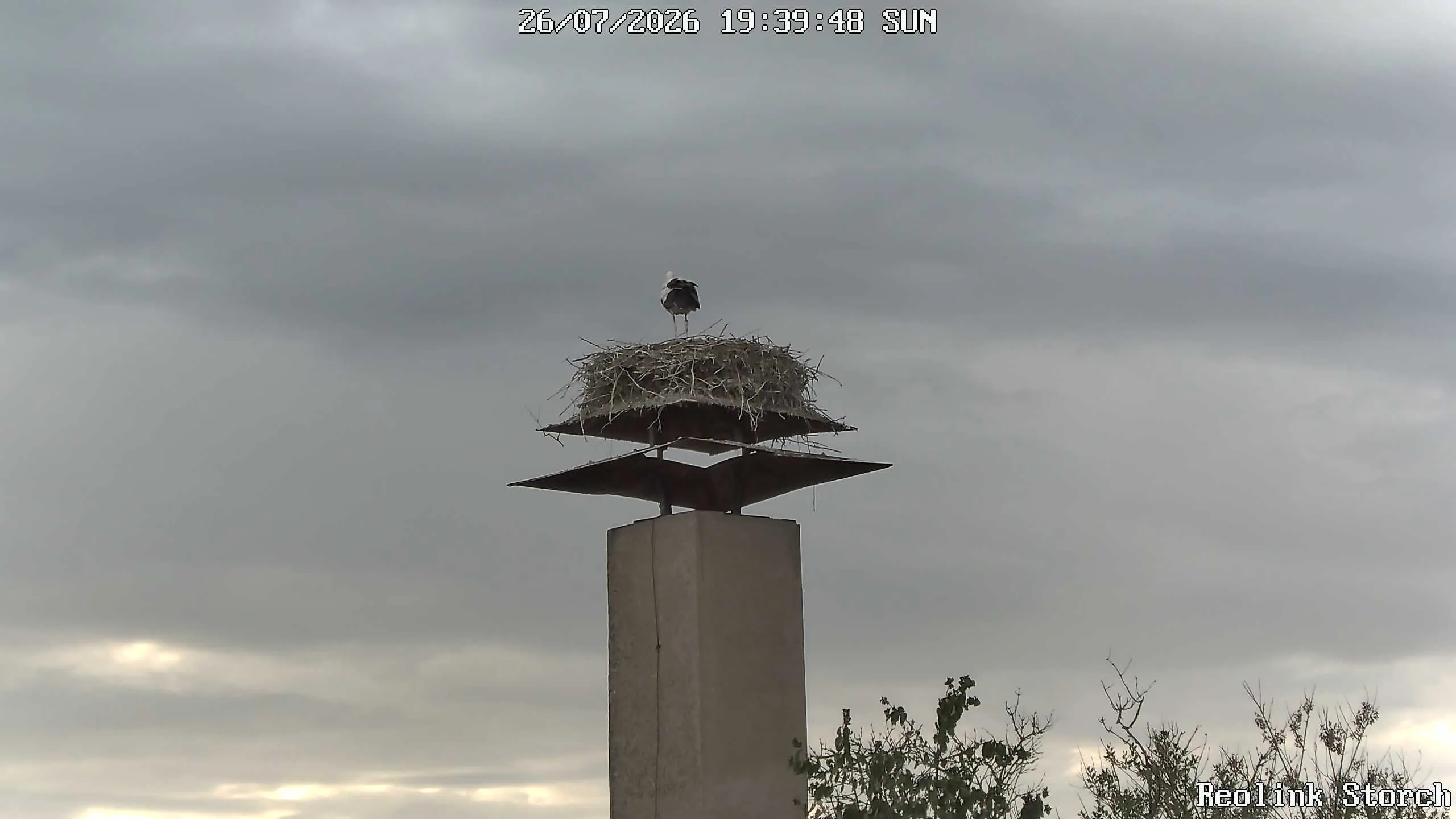 Storchencam Bild