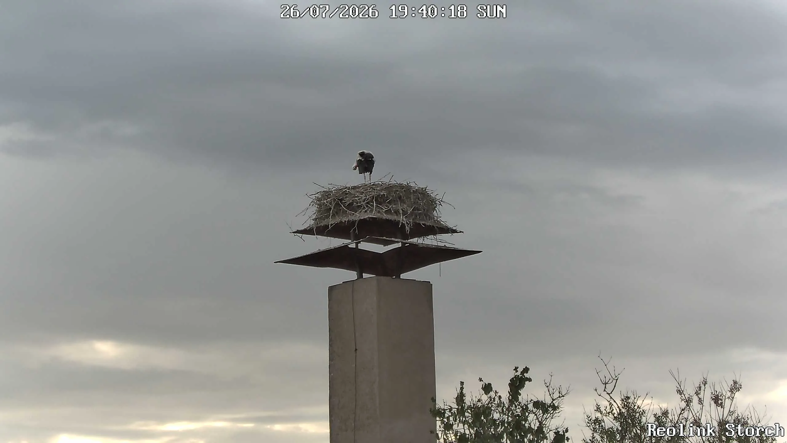 Storchencam Bild