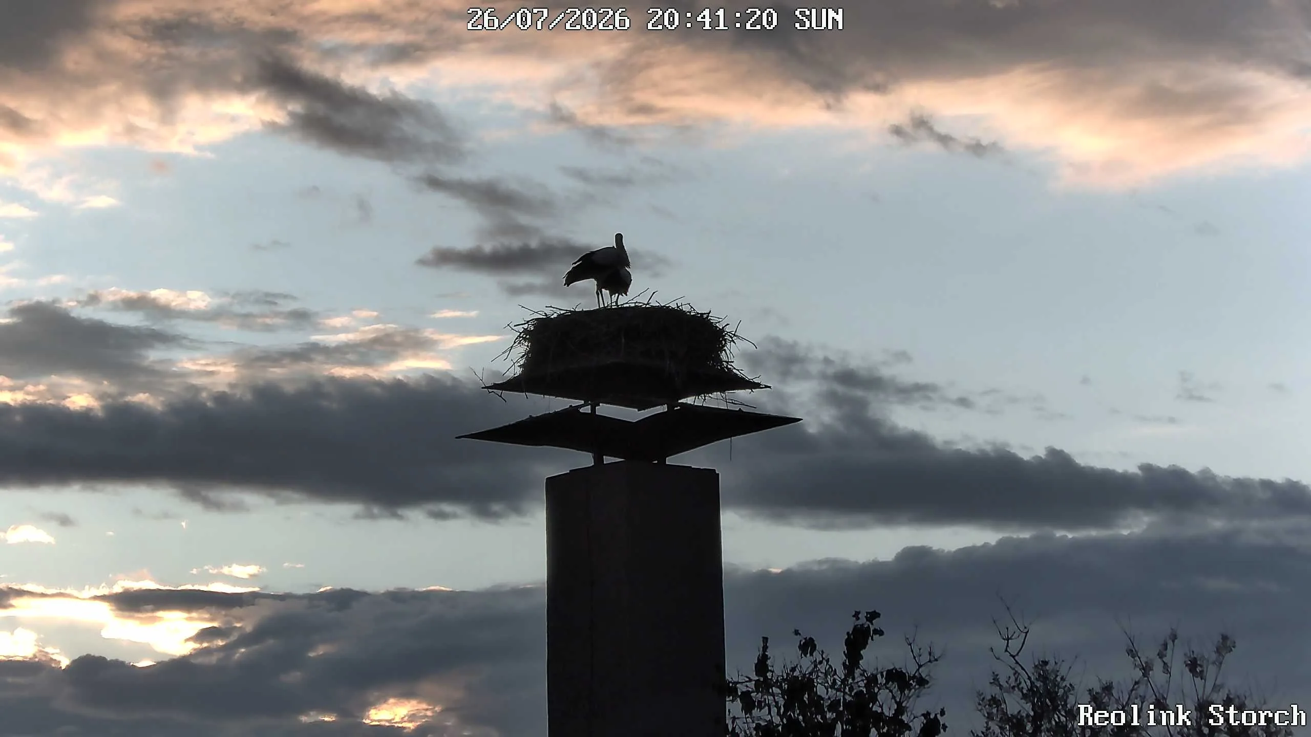 Storchencam Bild