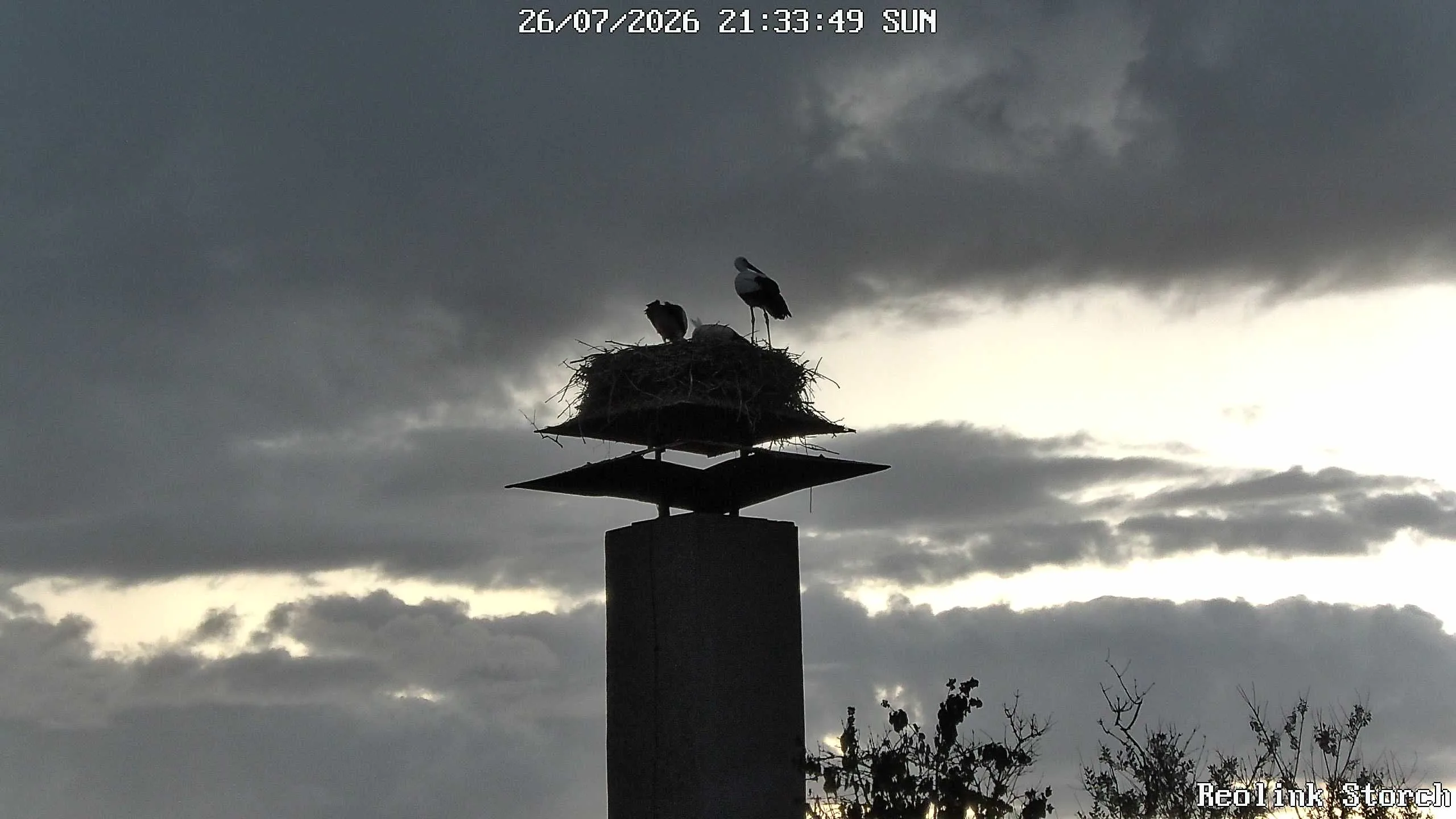 Storchencam Bild