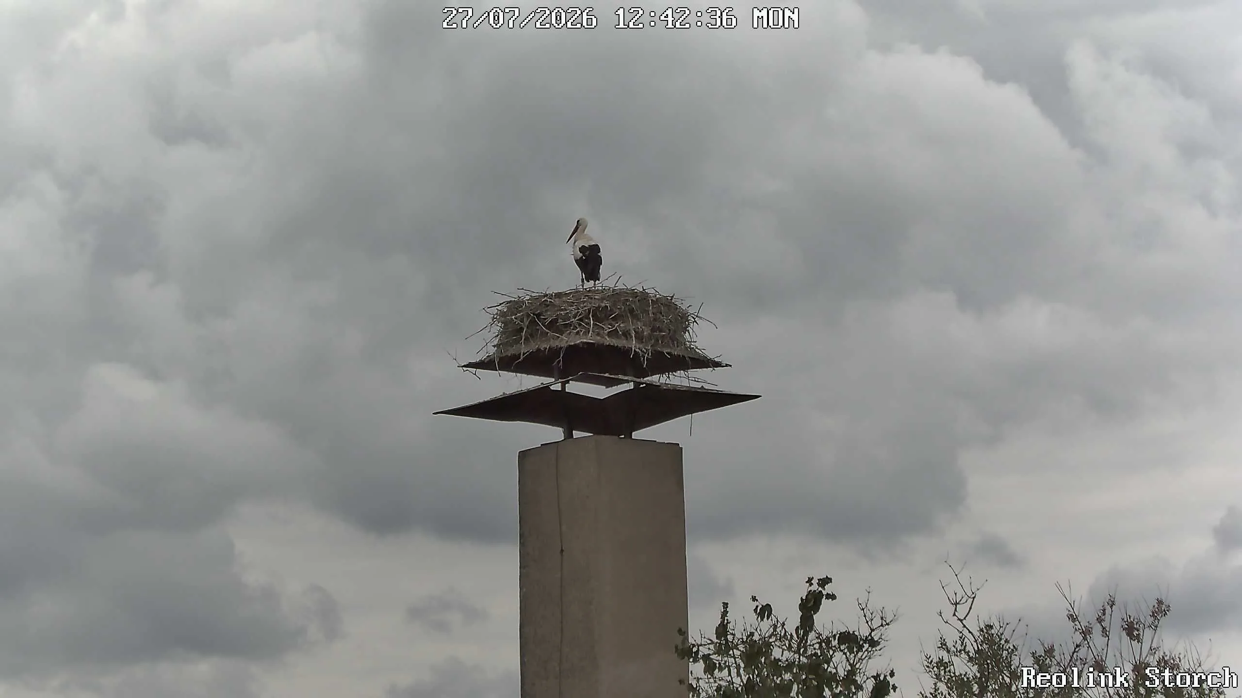 Storchencam Bild