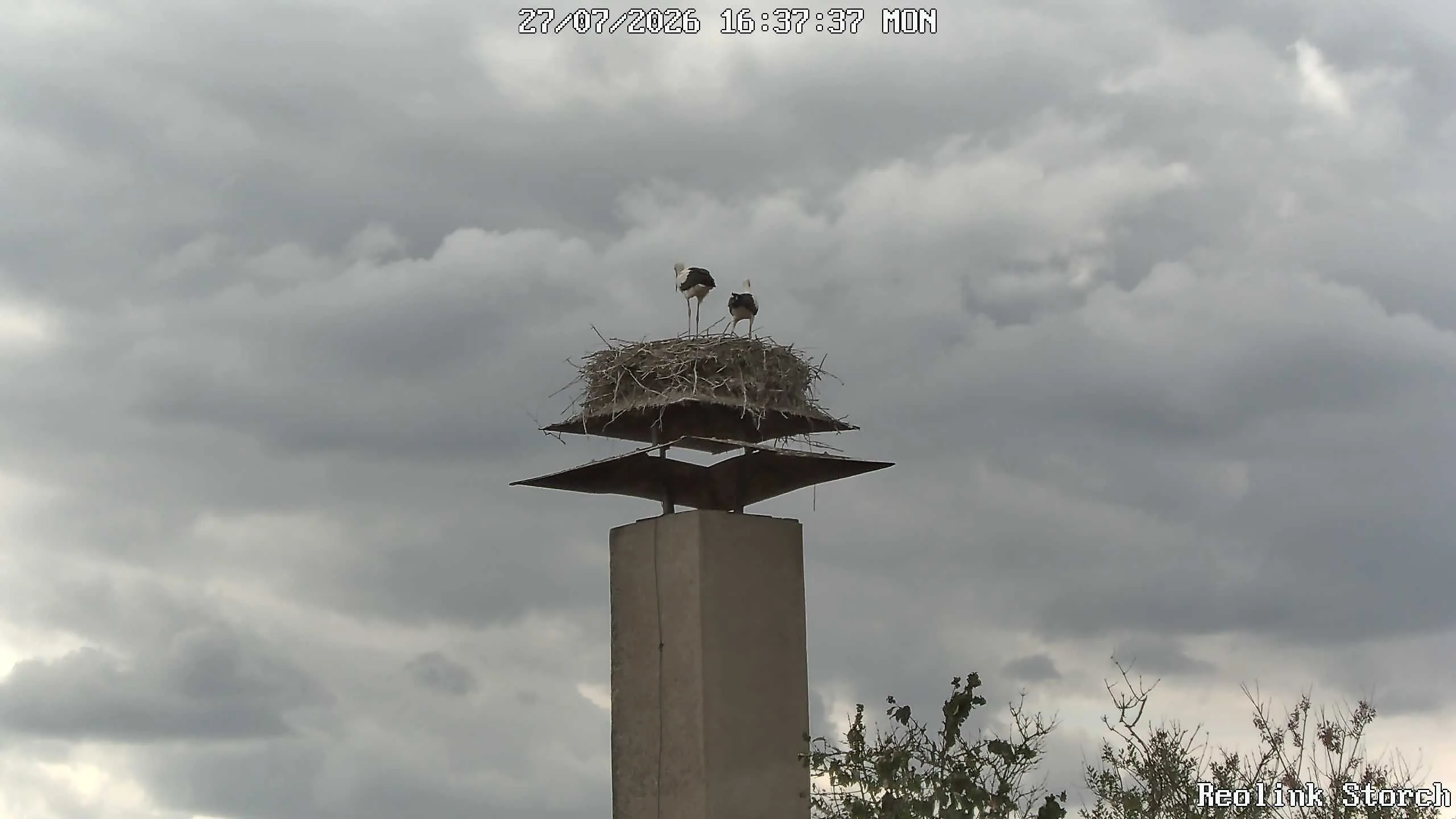 Storchencam Bild