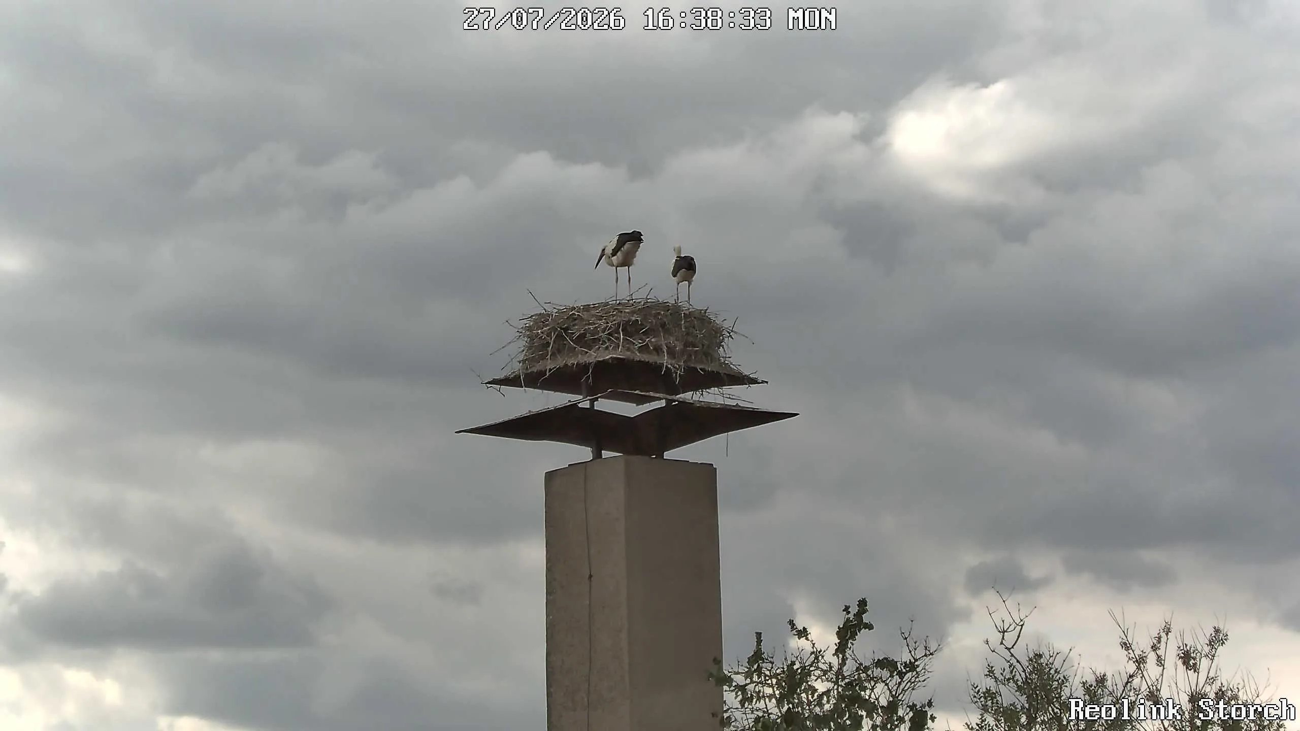 Storchencam Bild