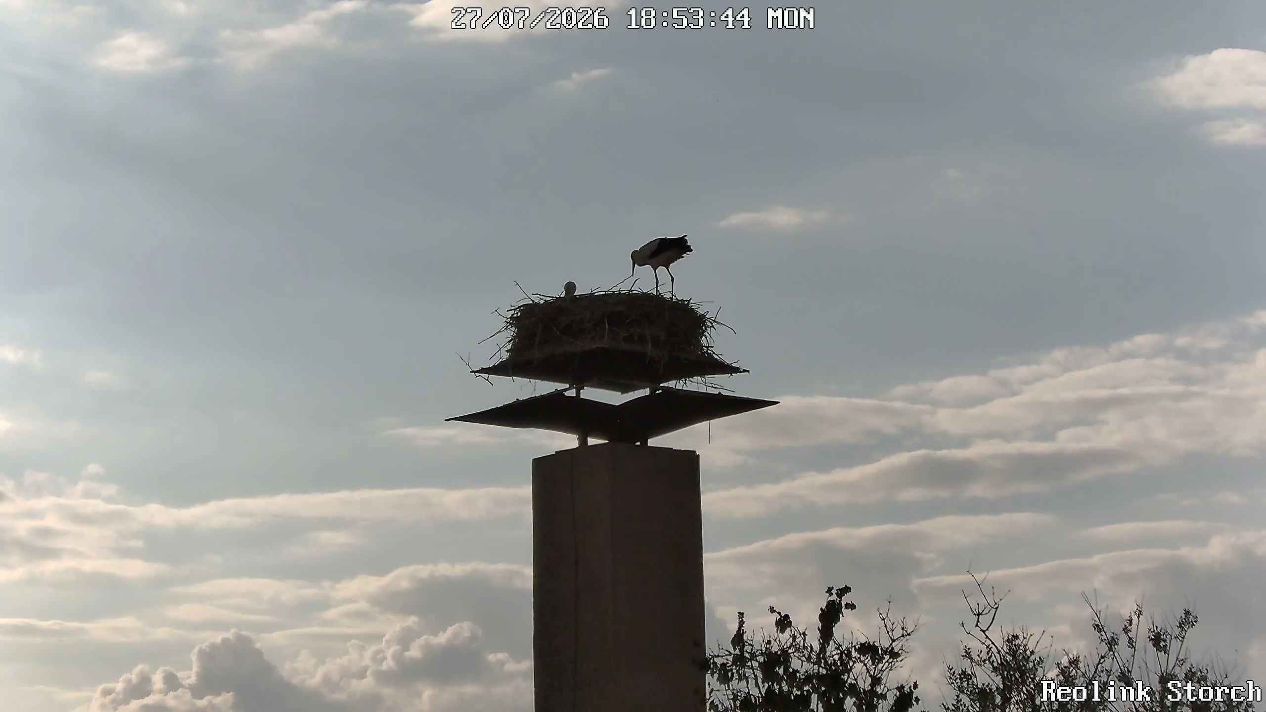 Storchencam Bild