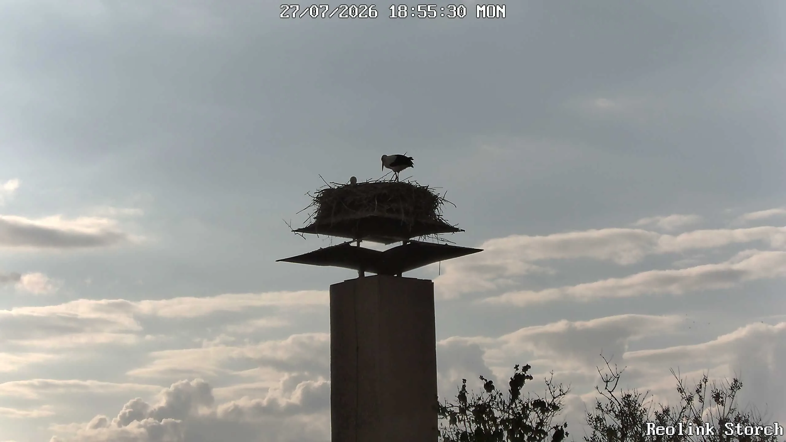 Storchencam Bild