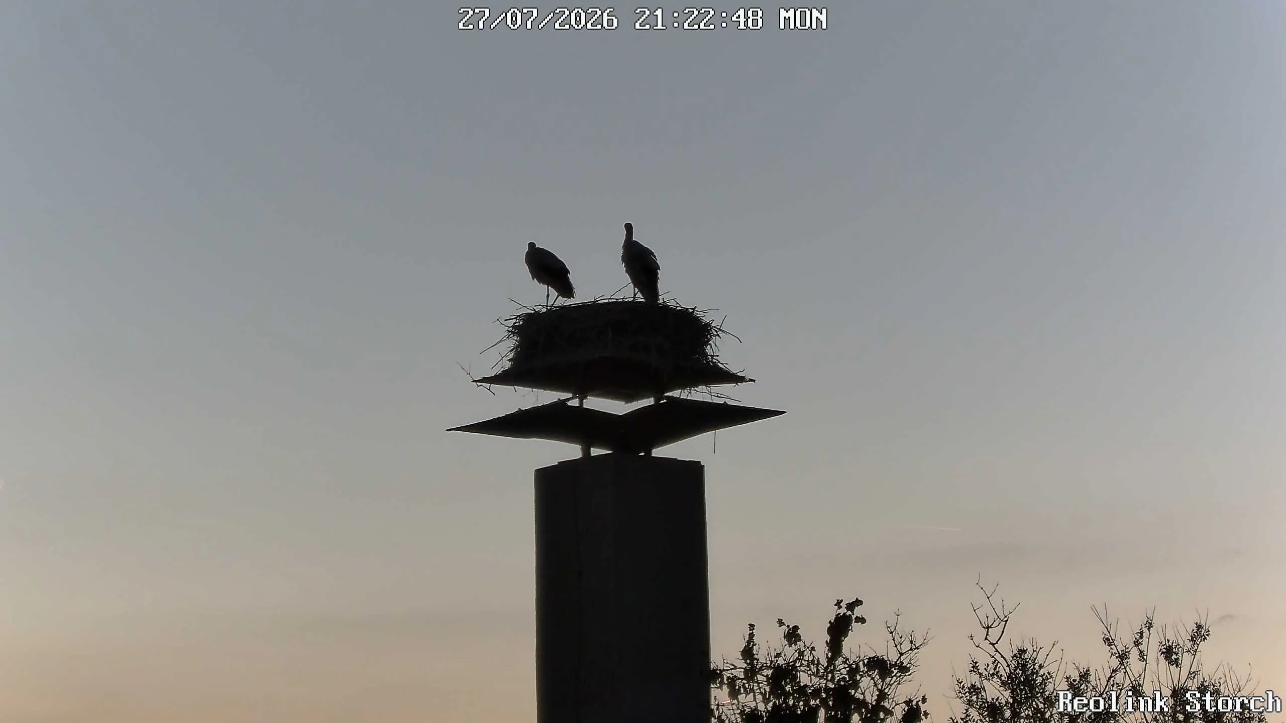Storchencam Bild
