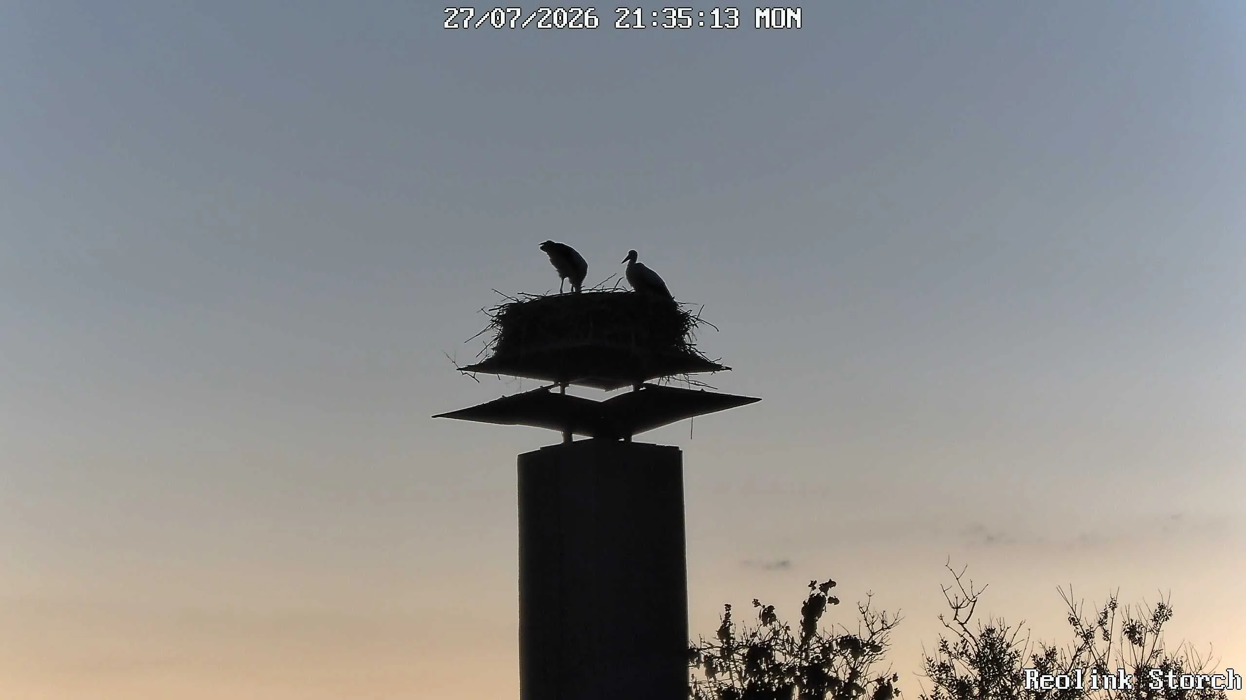 Storchencam Bild