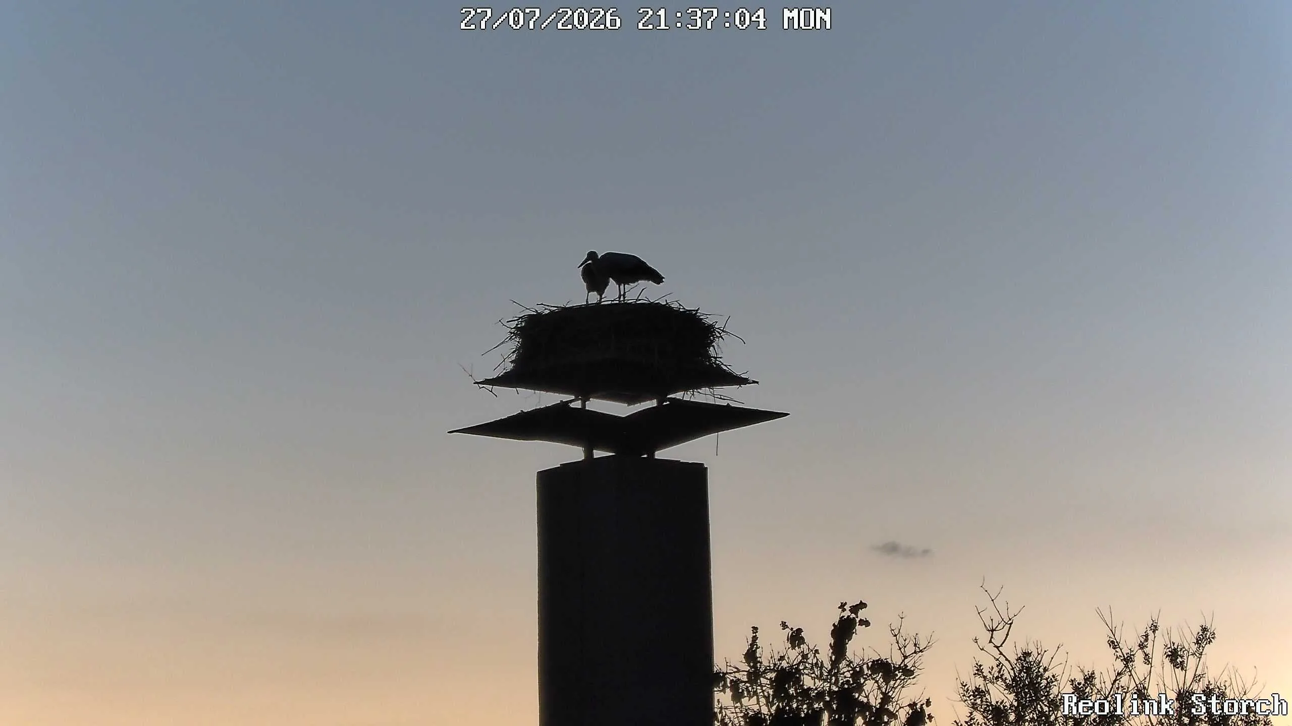 Storchencam Bild
