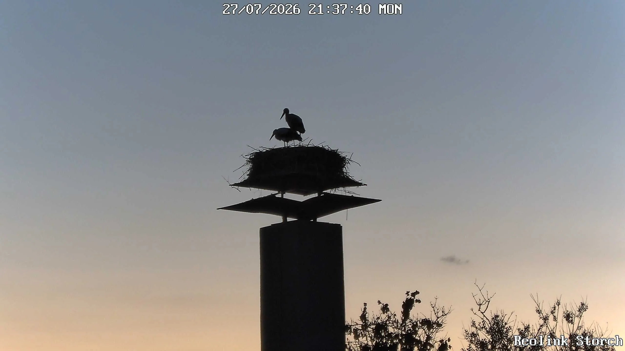 Storchencam Bild