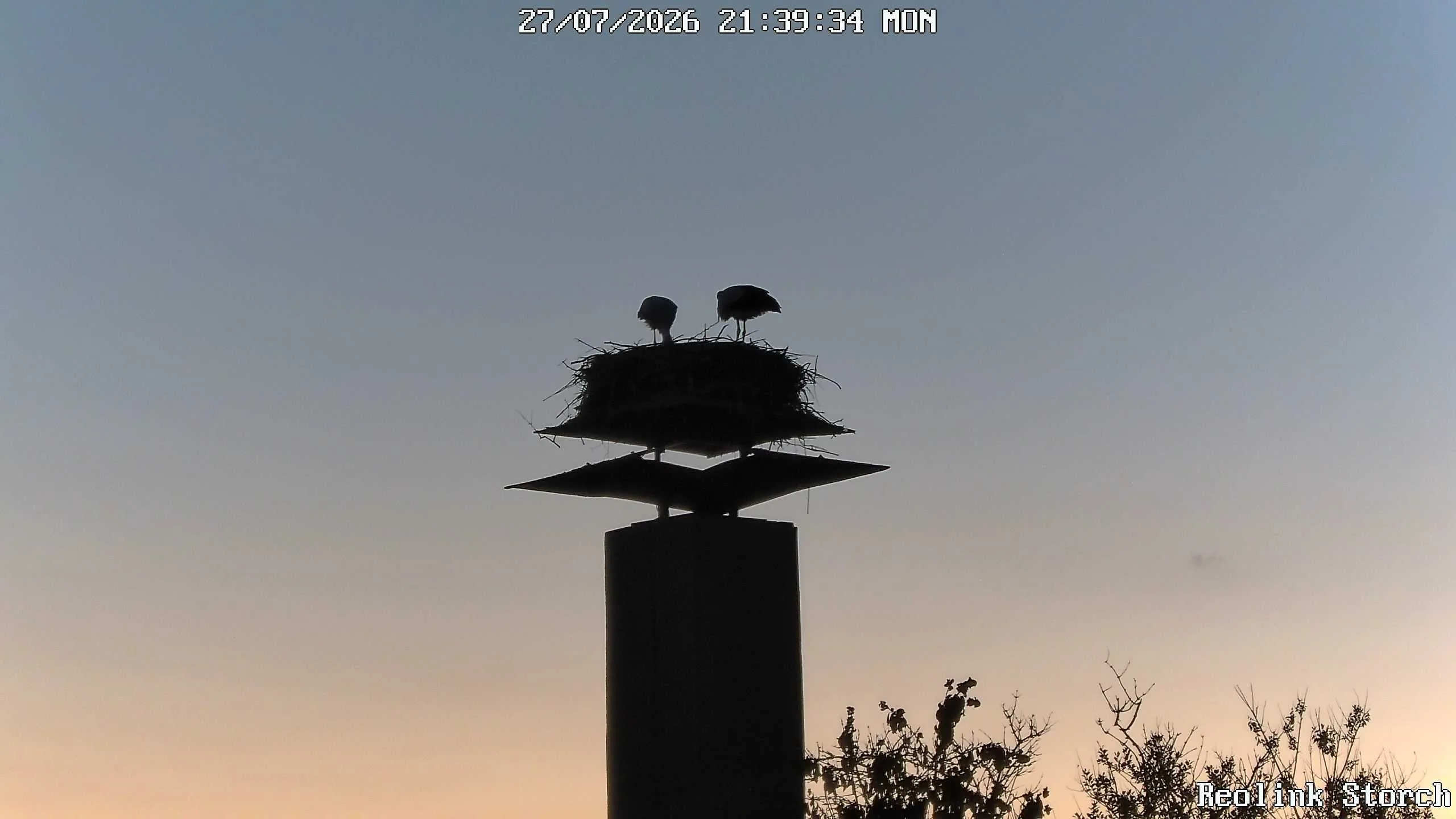 Storchencam Bild