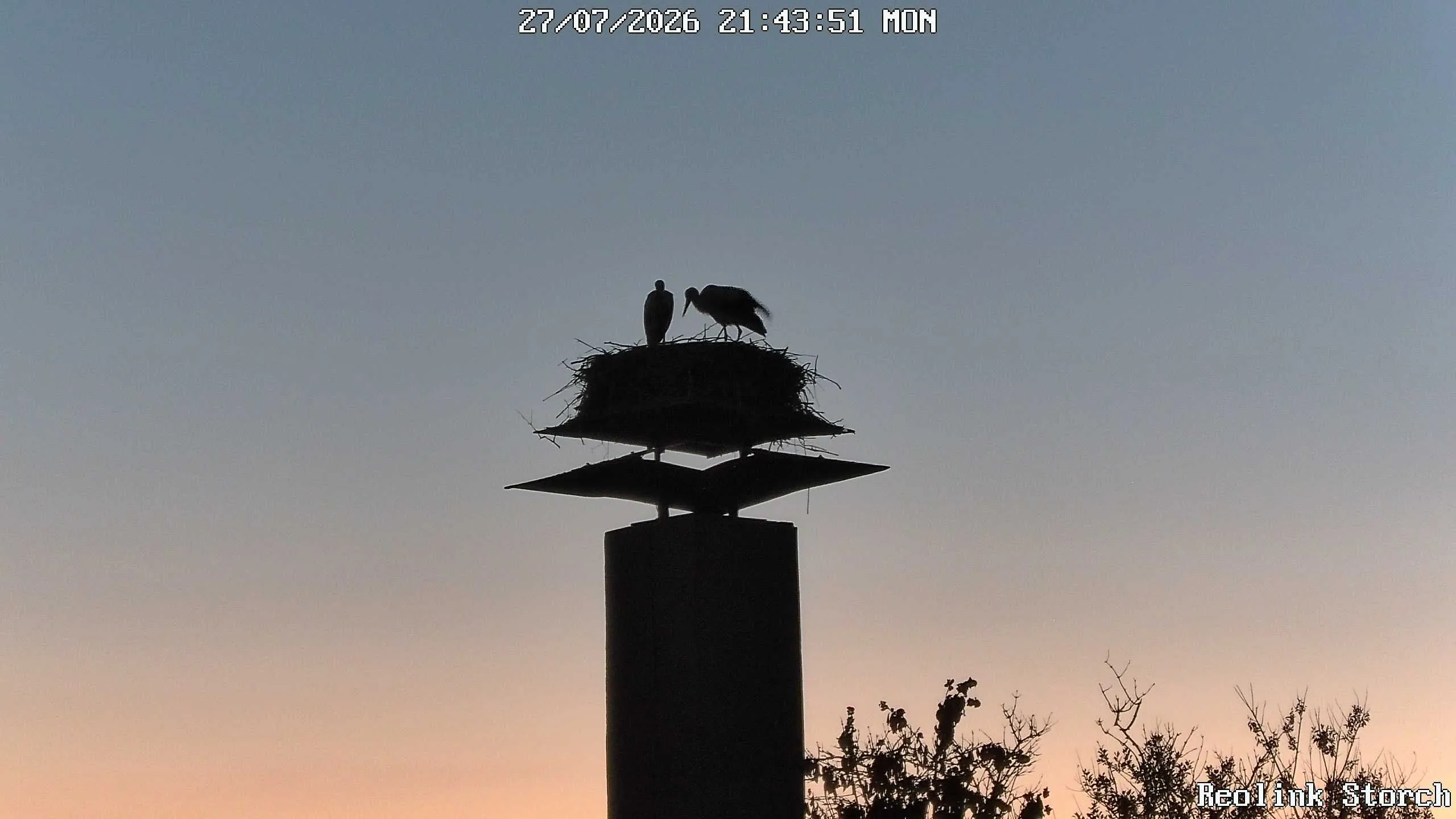 Storchencam Bild