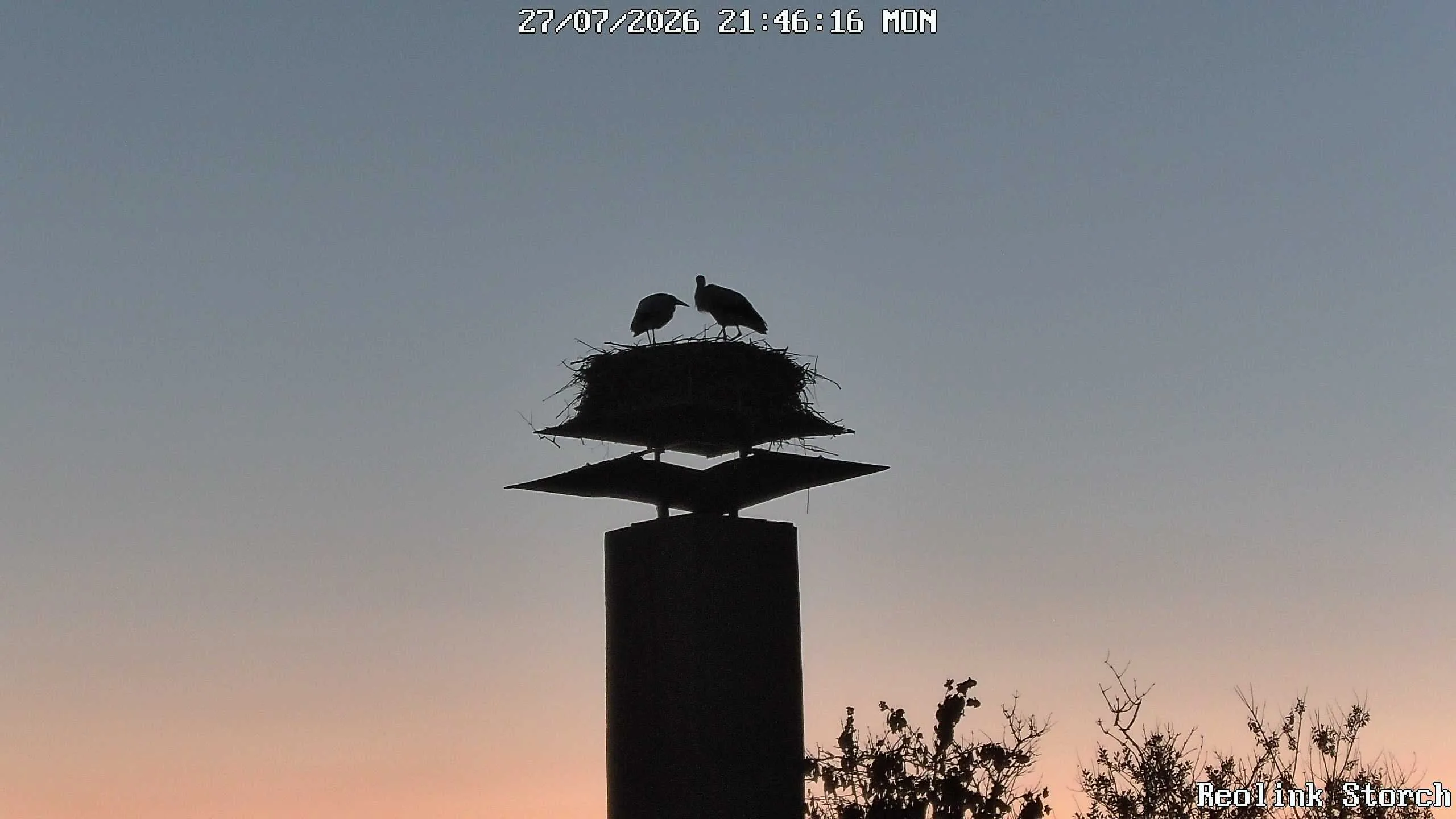 Storchencam Bild