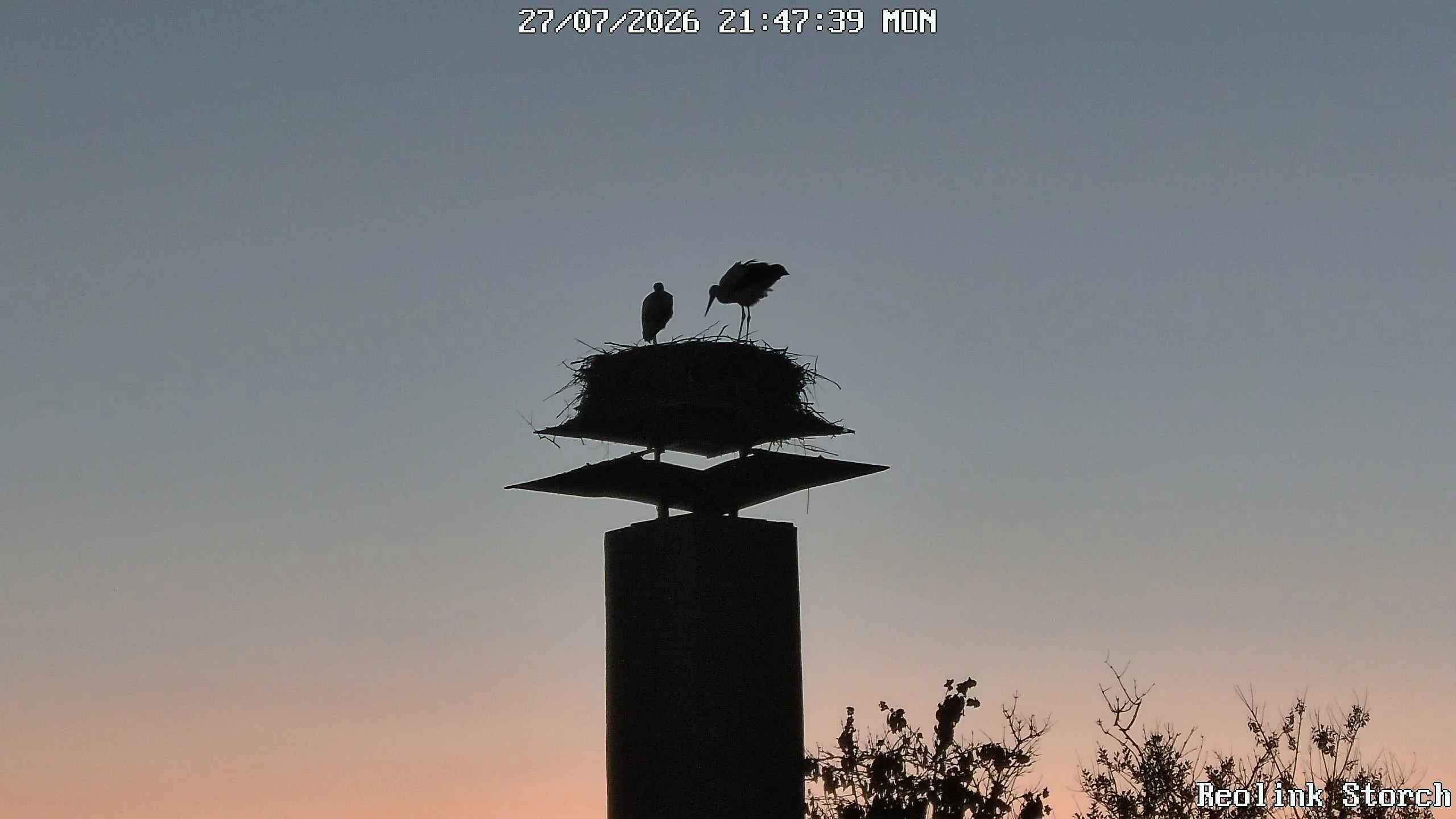 Storchencam Bild