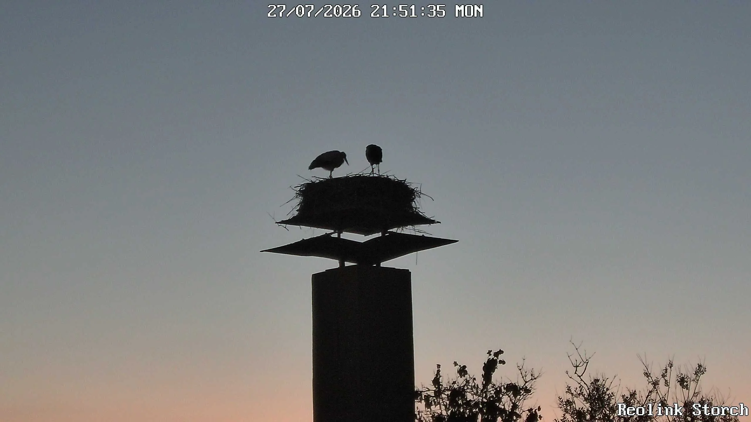 Storchencam Bild
