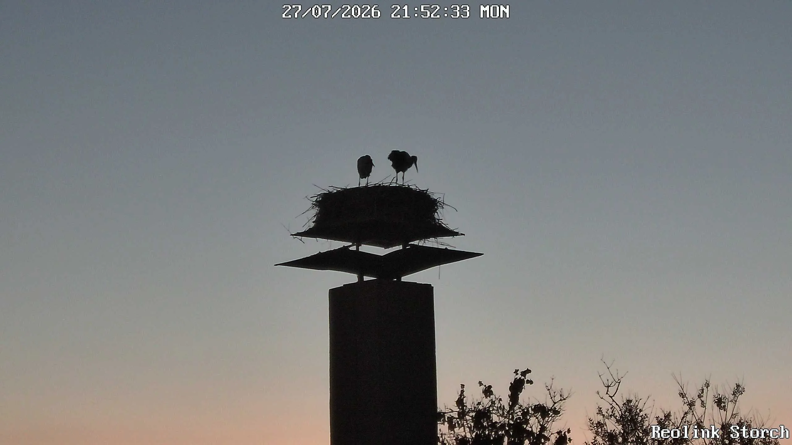 Storchencam Bild