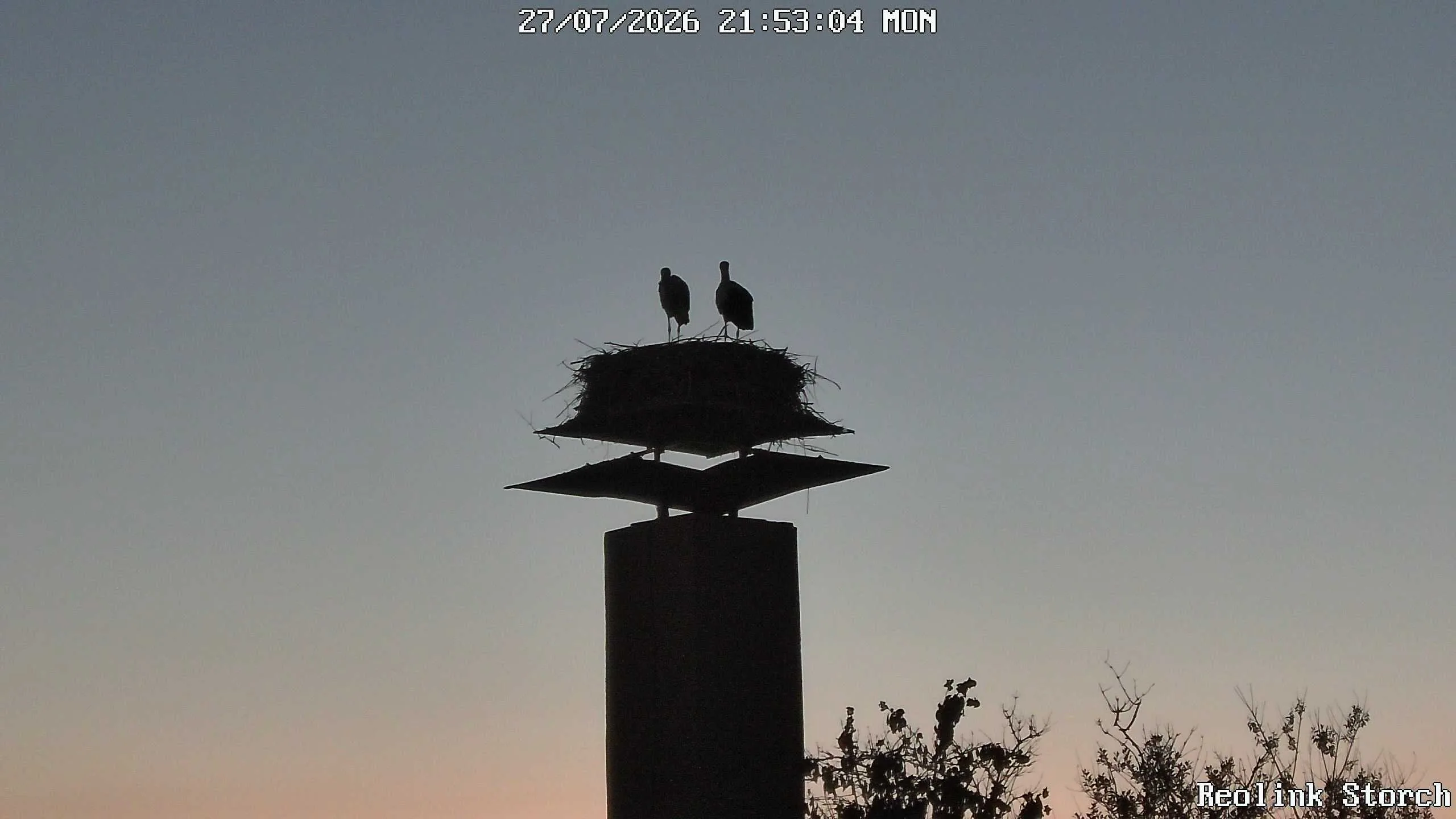 Storchencam Bild