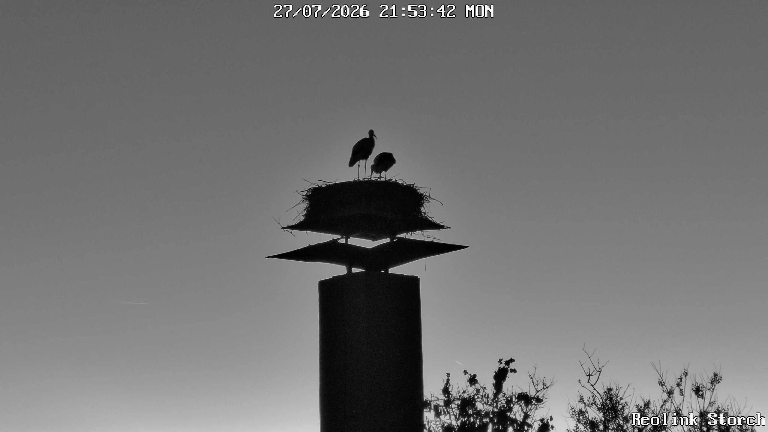 Storchencam Bild