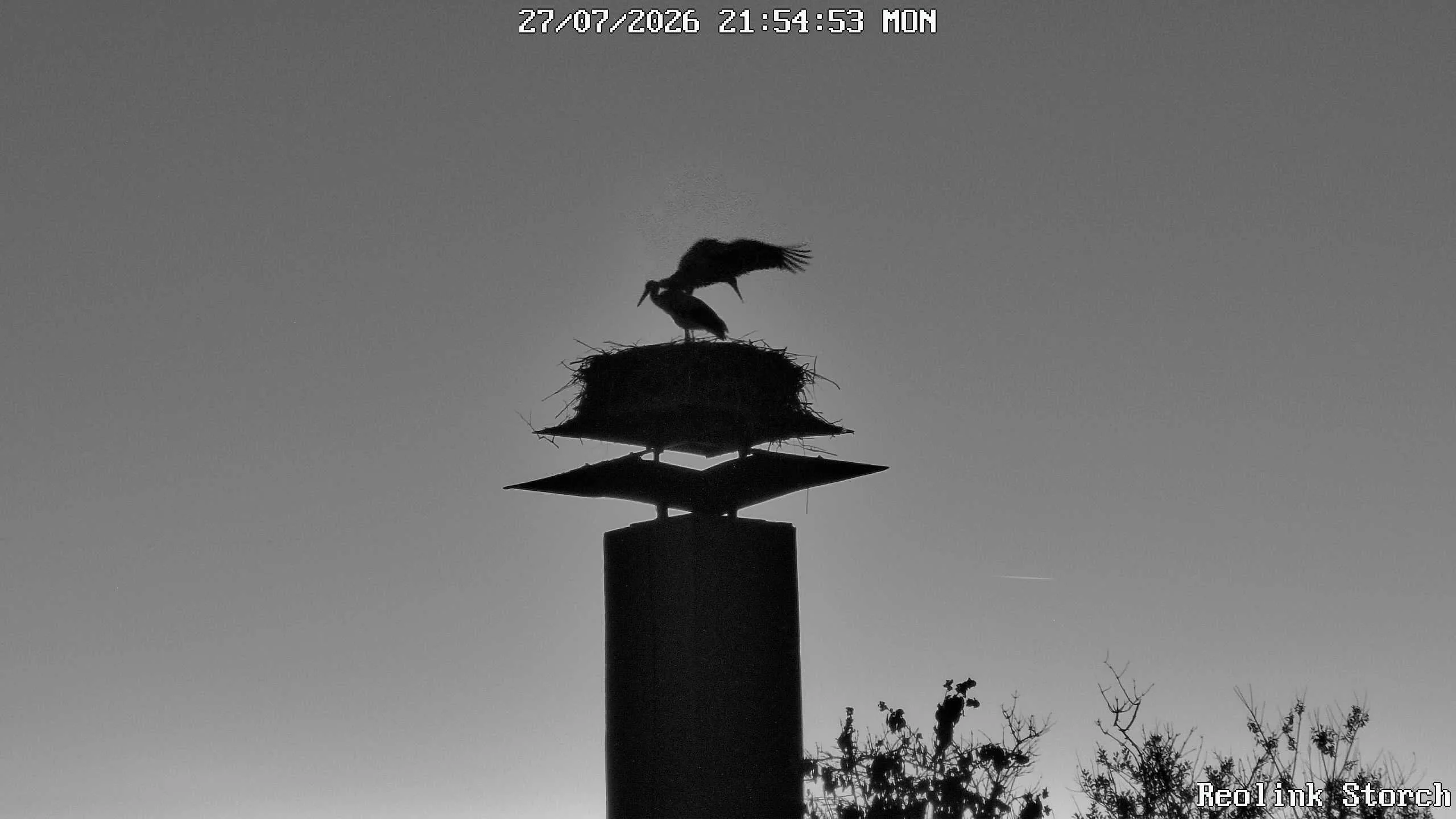 Storchencam Bild