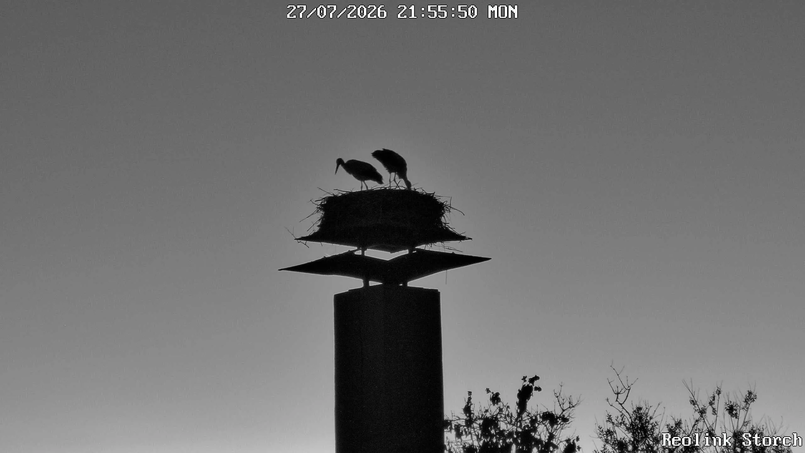 Storchencam Bild