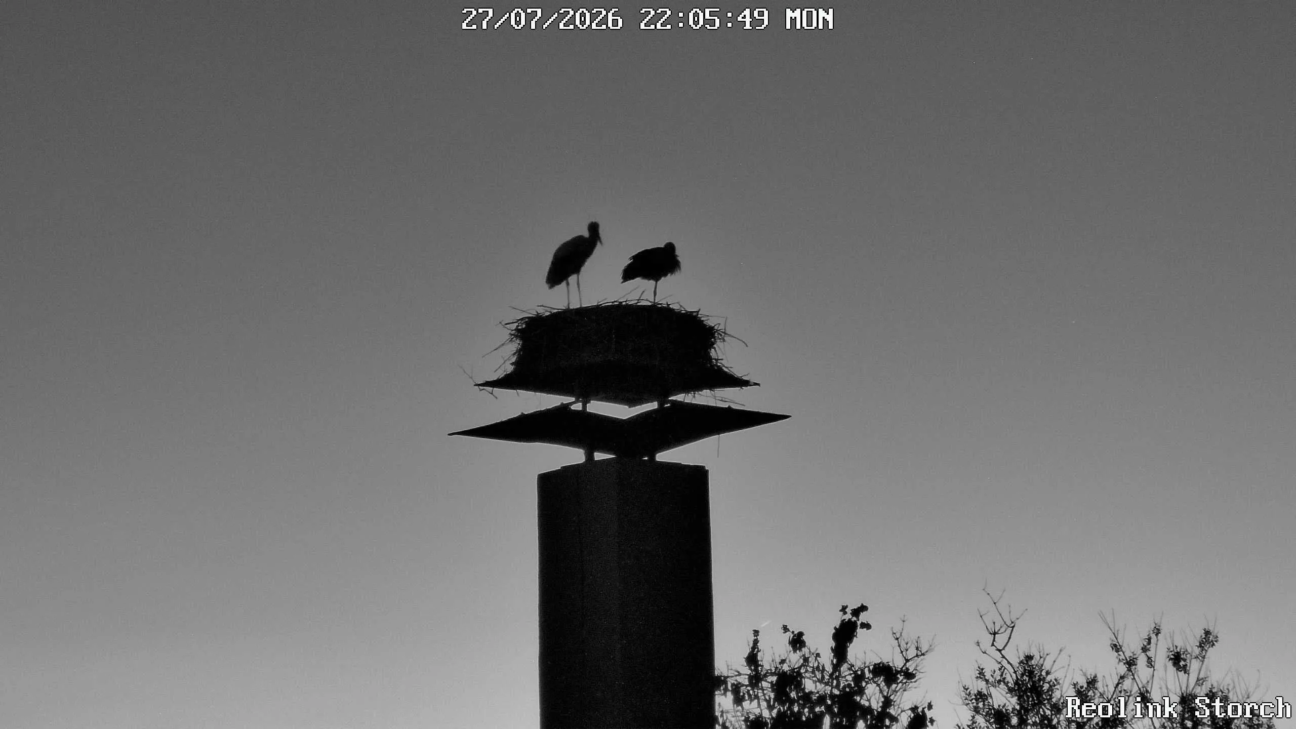 Storchencam Bild