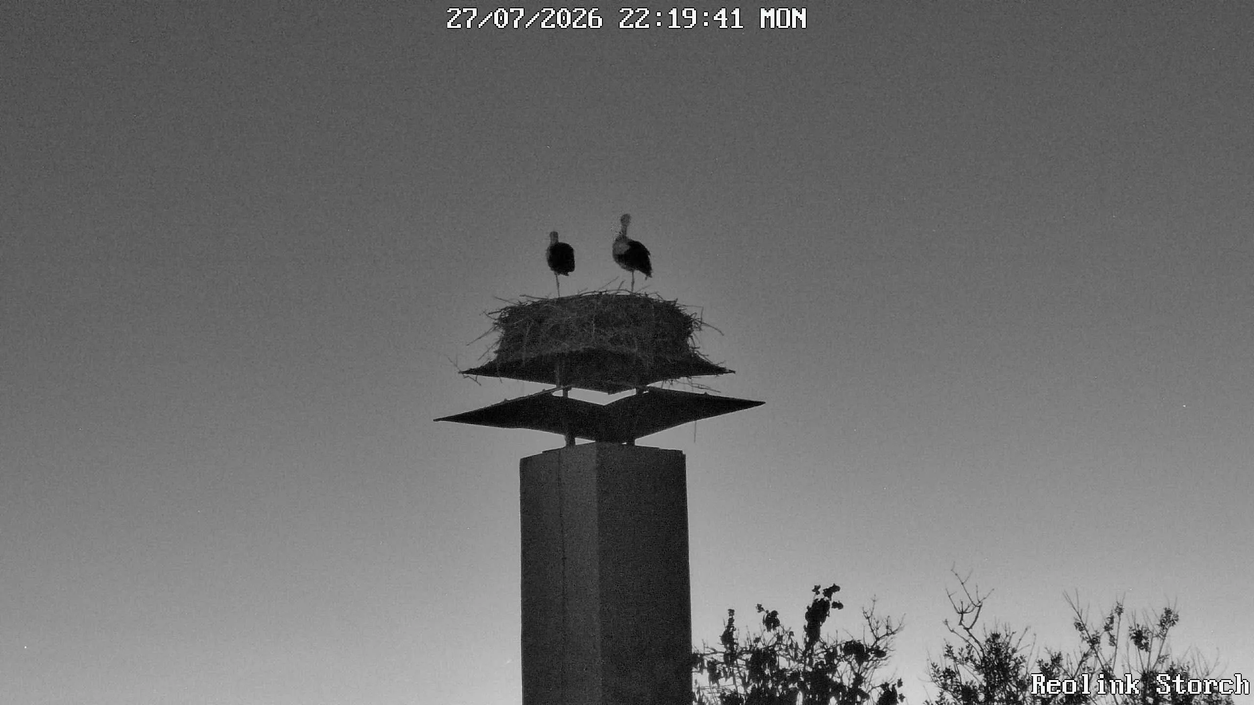 Storchencam Bild